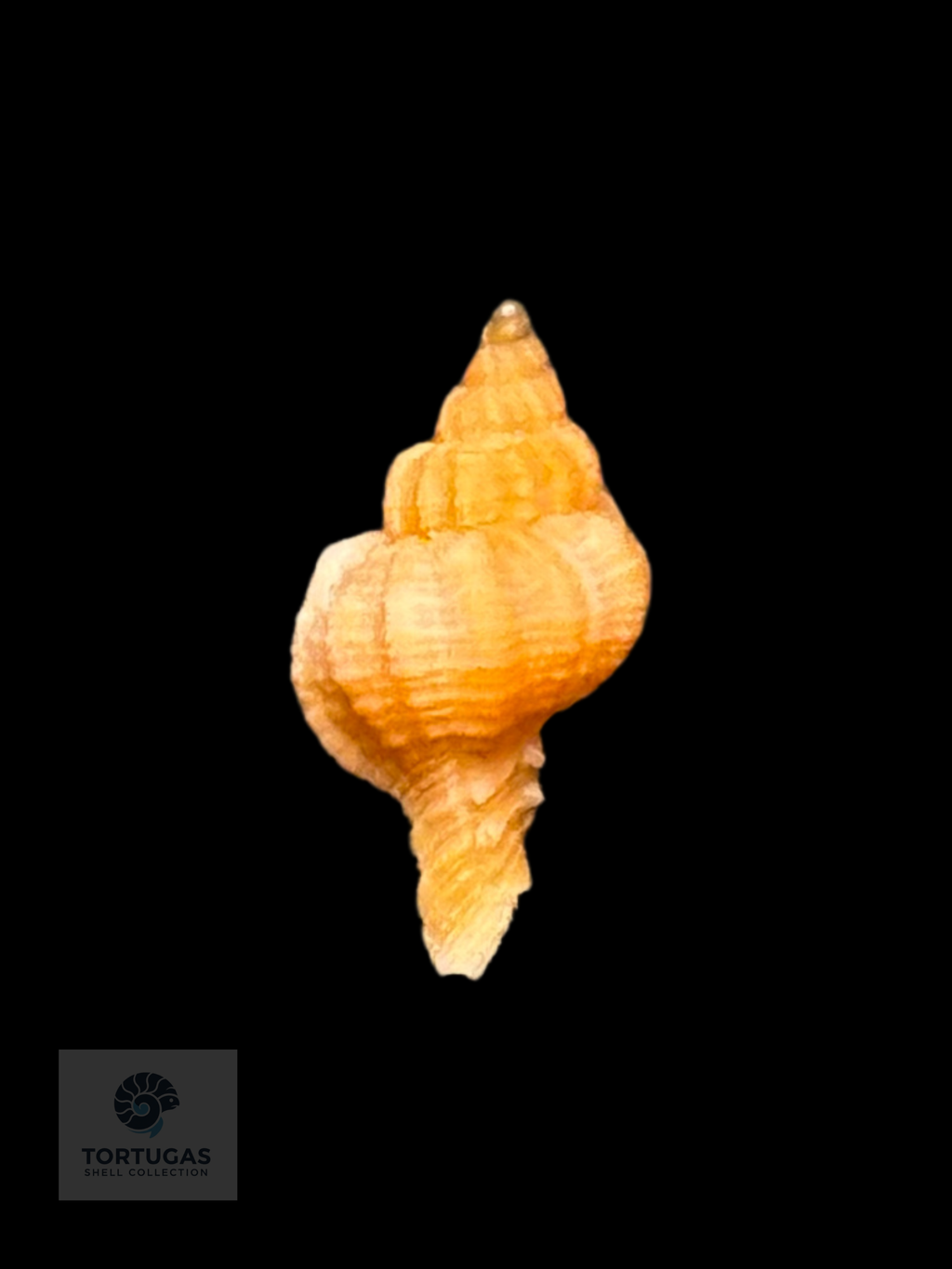 Phyllonotus whymani 14.6 mm – Pulley Ridge, Dry Tortugas, FL – TSC #0849