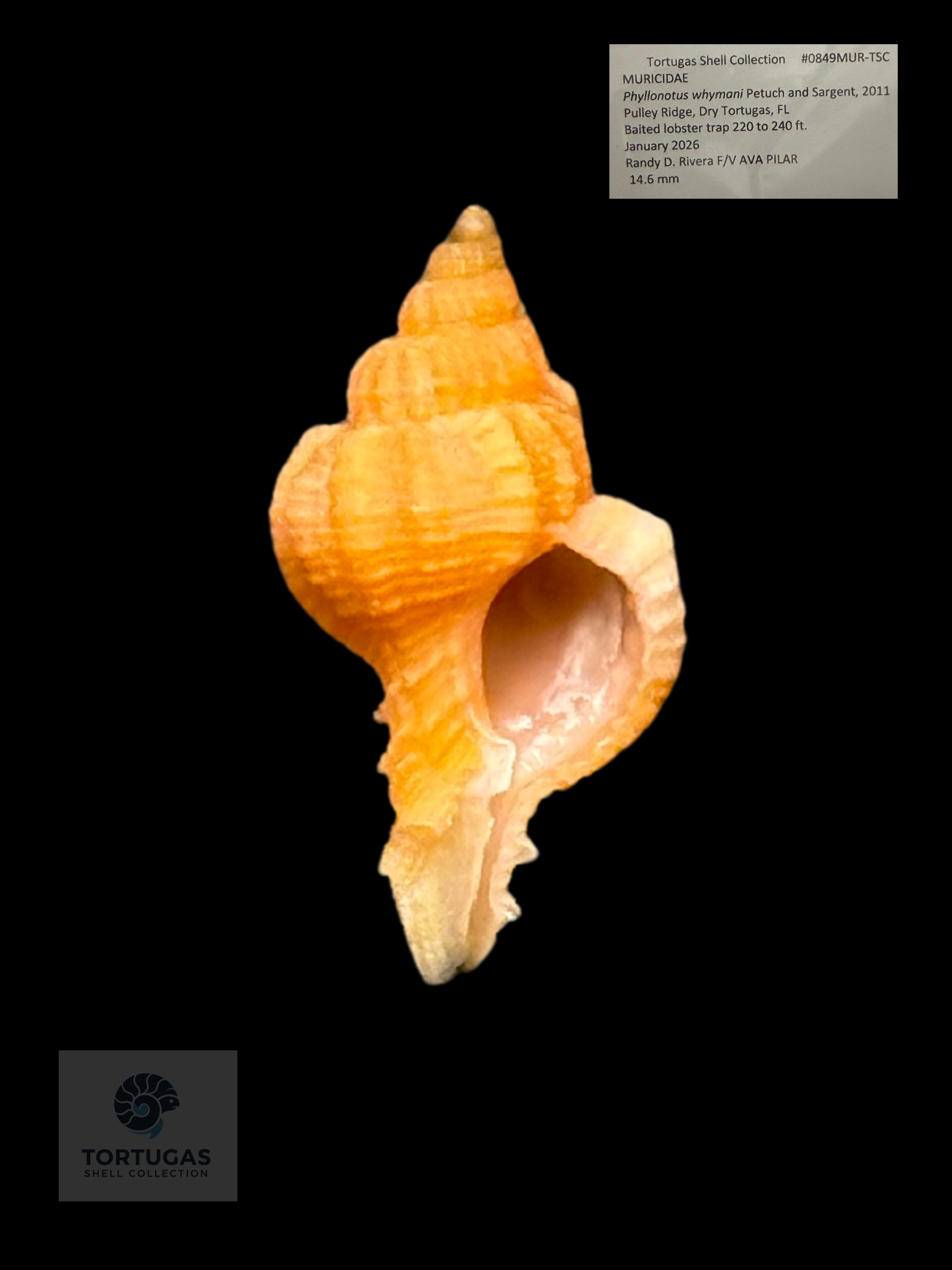 Phyllonotus whymani 14.6 mm – Pulley Ridge, Dry Tortugas, FL – TSC #0849