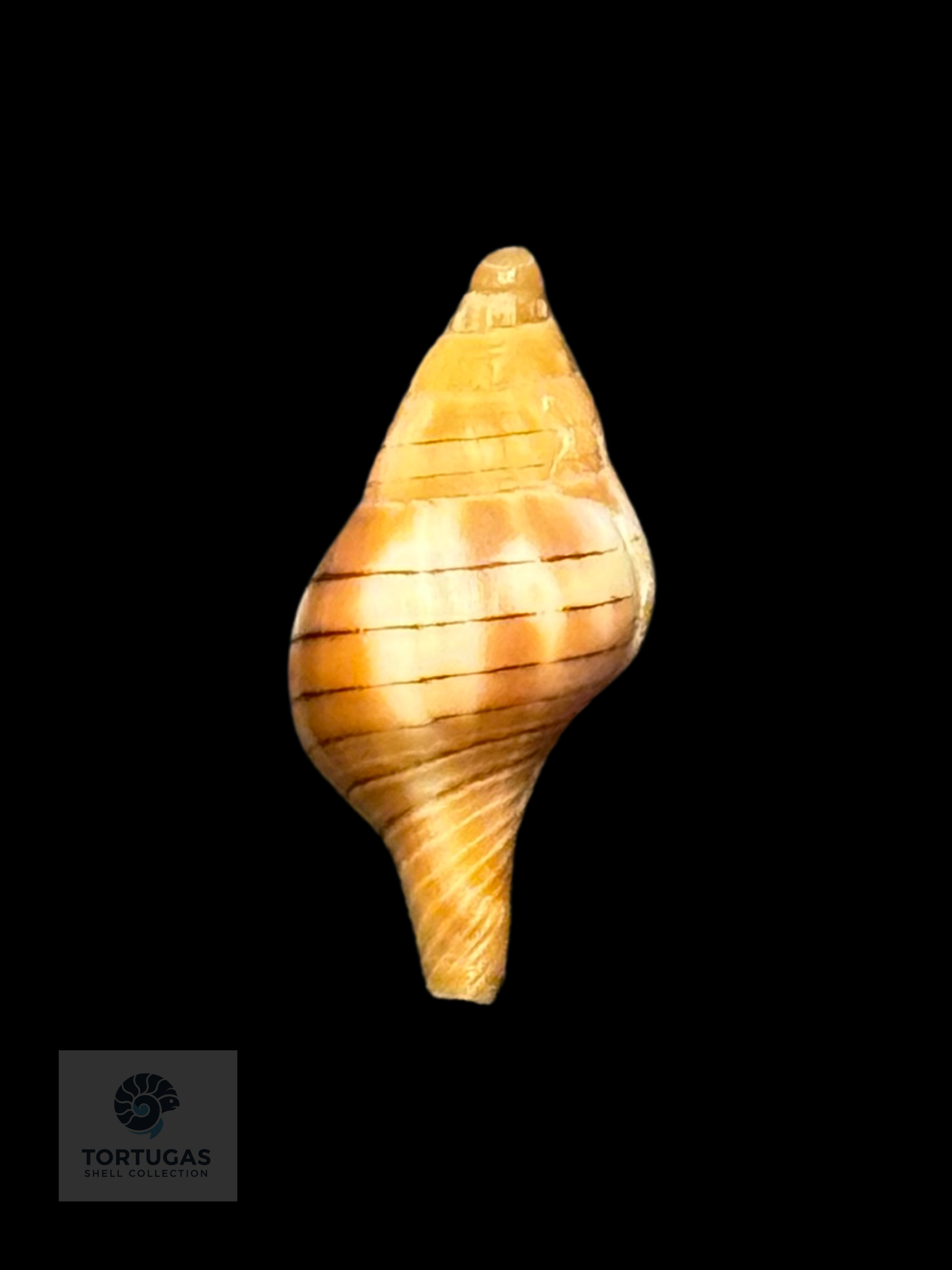 Cinctura tortugana 17.0 mm – Pulley Ridge, Dry Tortugas, FL – TSC #0848