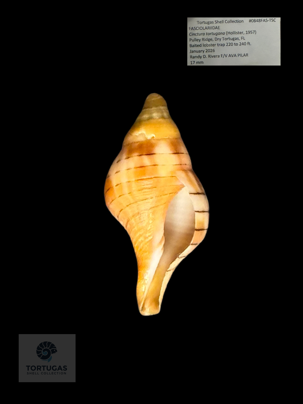 Cinctura tortugana 17.0 mm – Pulley Ridge, Dry Tortugas, FL – TSC #0848