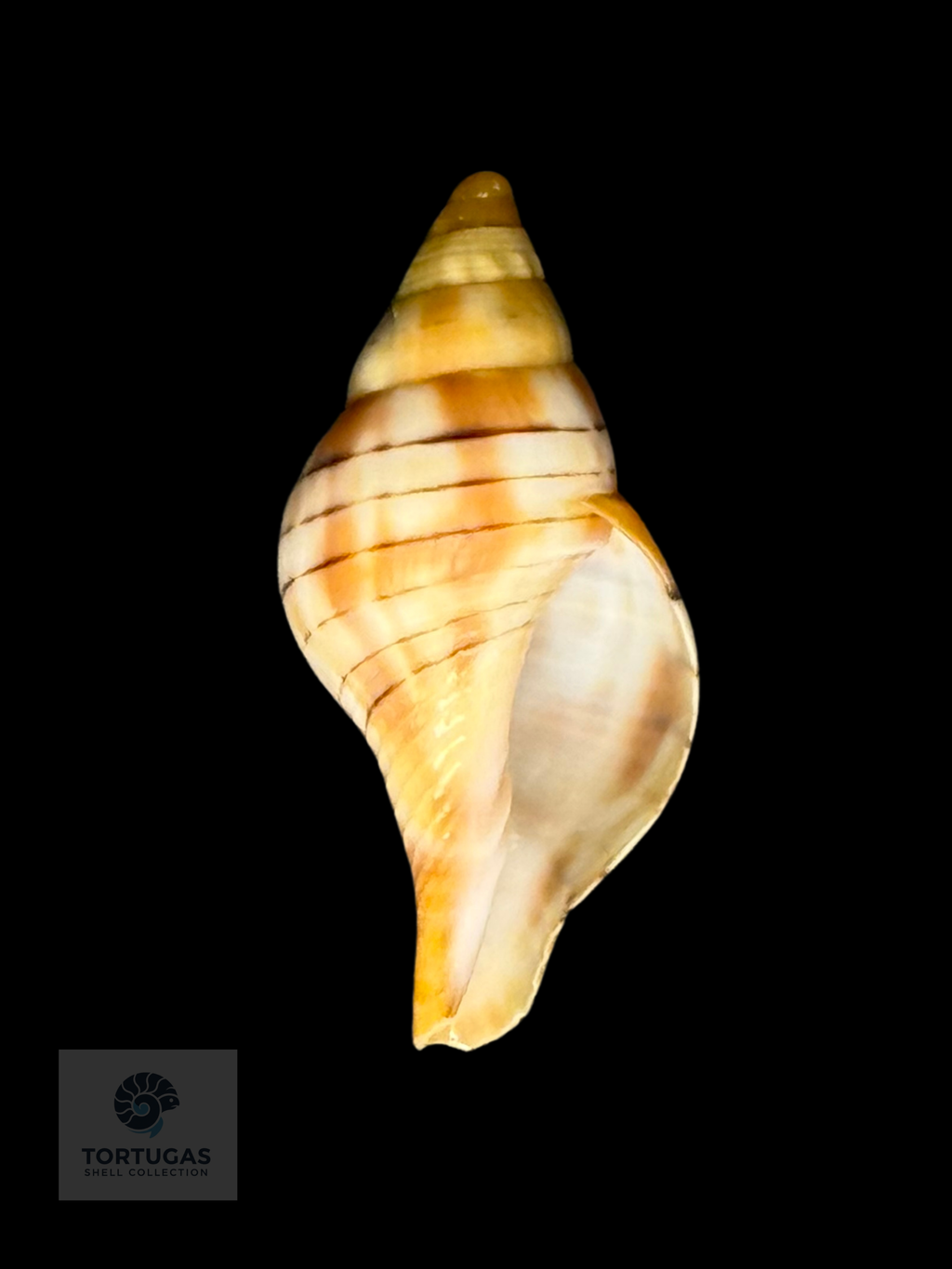Cinctura tortugana 24.4 mm w/ Operculum – Pulley Ridge, FL – TSC #0686 w/o GEM