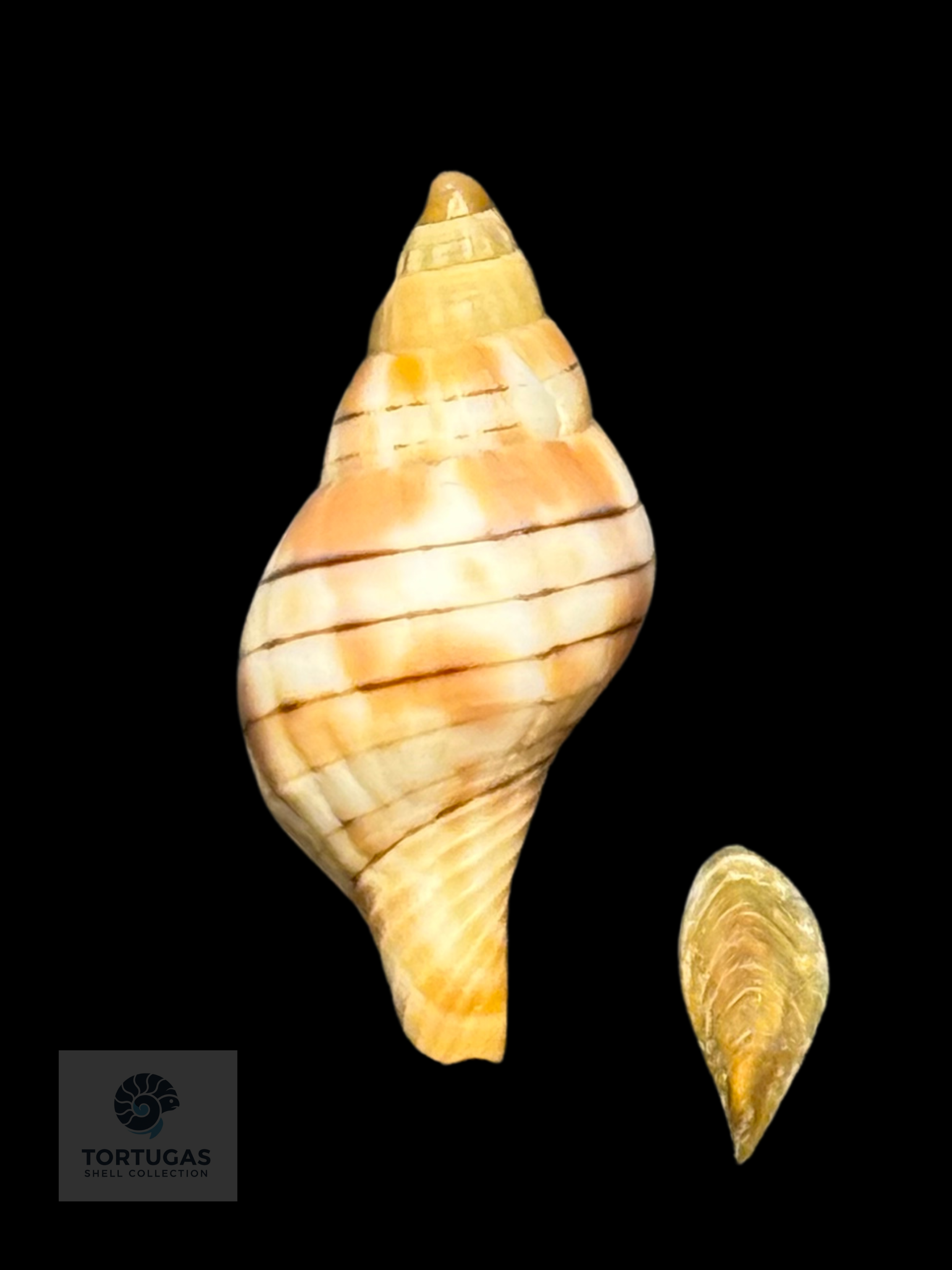 Cinctura tortugana 24.4 mm w/ Operculum – Pulley Ridge, FL – TSC #0686 w/o GEM