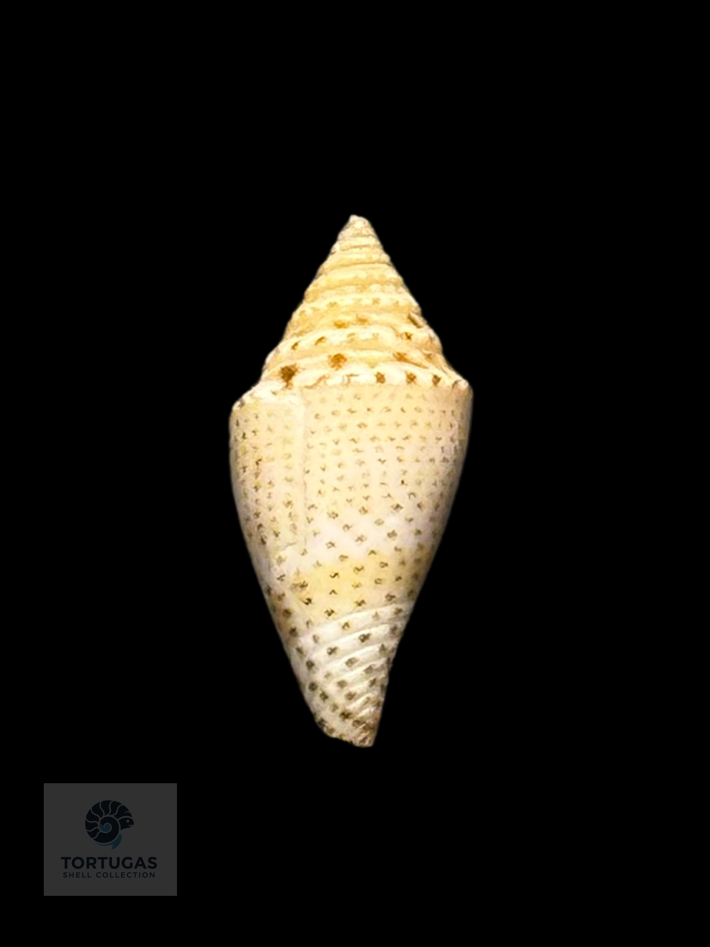 Conasprella delessertii 17.7 mm – Pulley Ridge, FL – TSC #0851