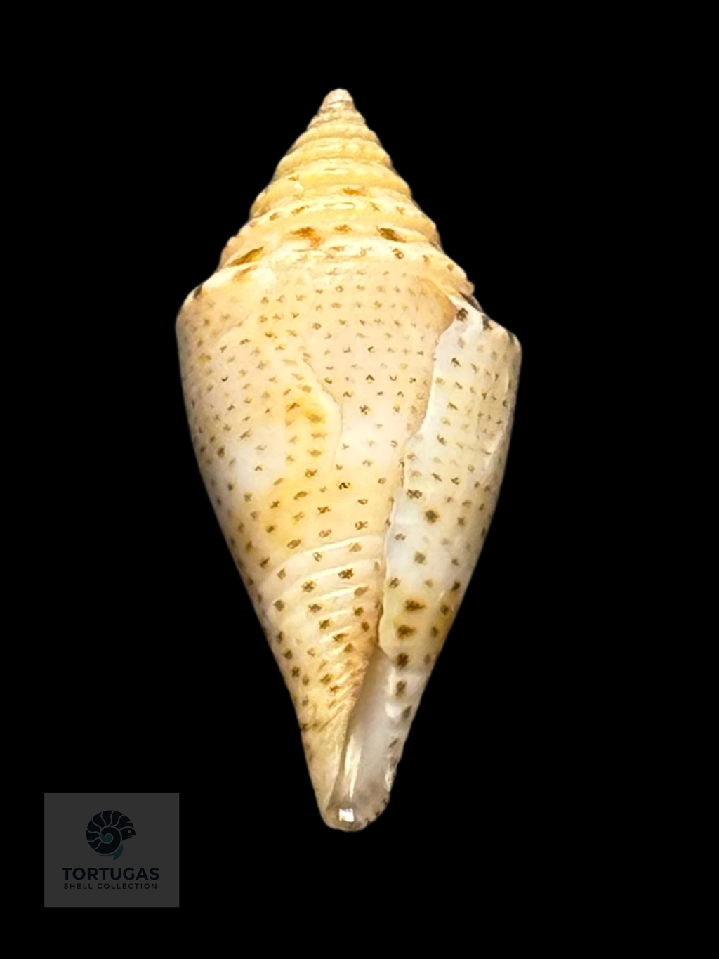 Conasprella delessertii 17.7 mm – Pulley Ridge, FL – TSC #0851
