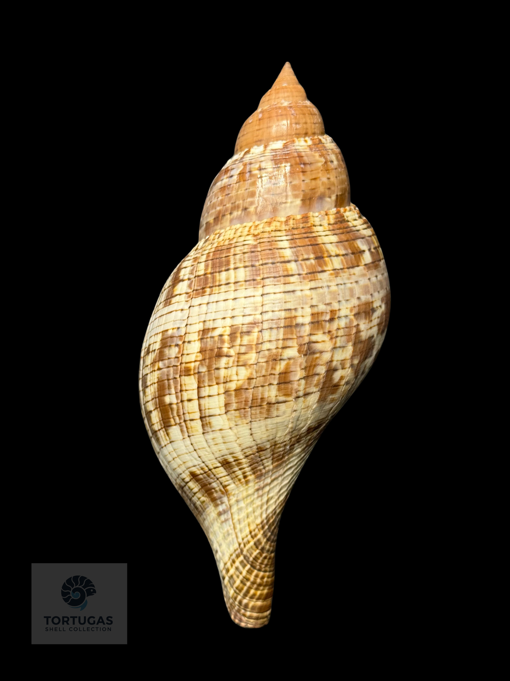 Fasciolaria tulipa 148.7 mm with Operculum – Dry Tortugas, Florida – TSC #0872FAS-TSC (FQ)