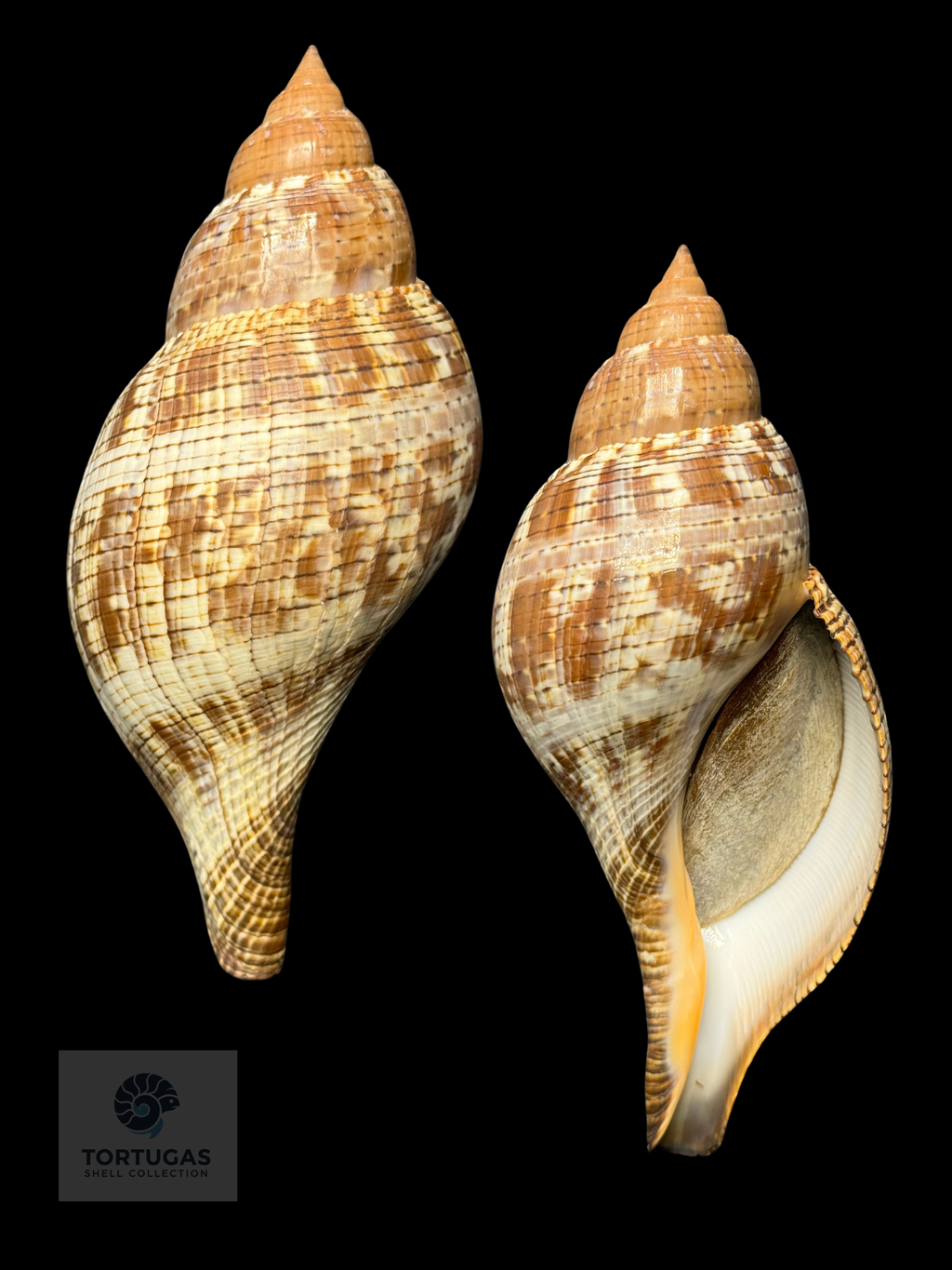 Fasciolaria tulipa 148.7 mm with Operculum – Dry Tortugas, Florida – TSC #0872FAS-TSC (FQ)