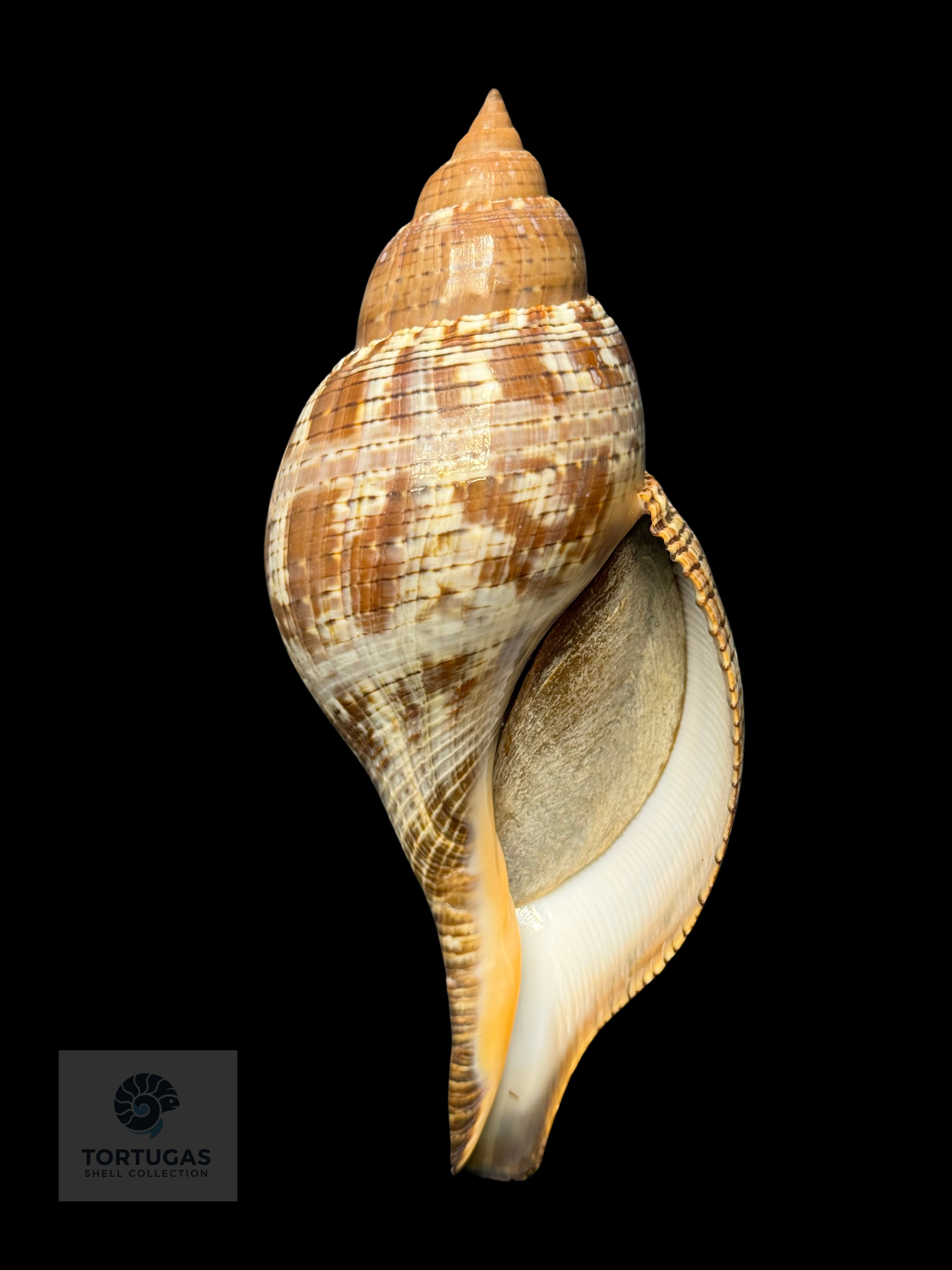 Fasciolaria tulipa 148.7 mm with Operculum – Dry Tortugas, Florida – TSC #0872FAS-TSC (FQ)