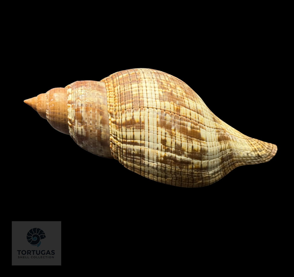 Fasciolaria tulipa 148.7 mm with Operculum – Dry Tortugas, Florida – TSC #0872FAS-TSC (FQ)