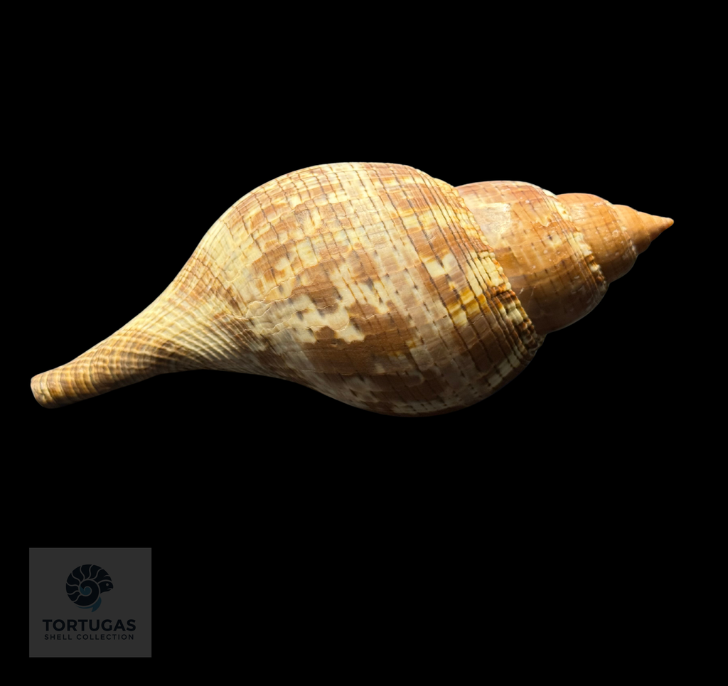 Fasciolaria tulipa 148.7 mm with Operculum – Dry Tortugas, Florida – TSC #0872FAS-TSC (FQ)