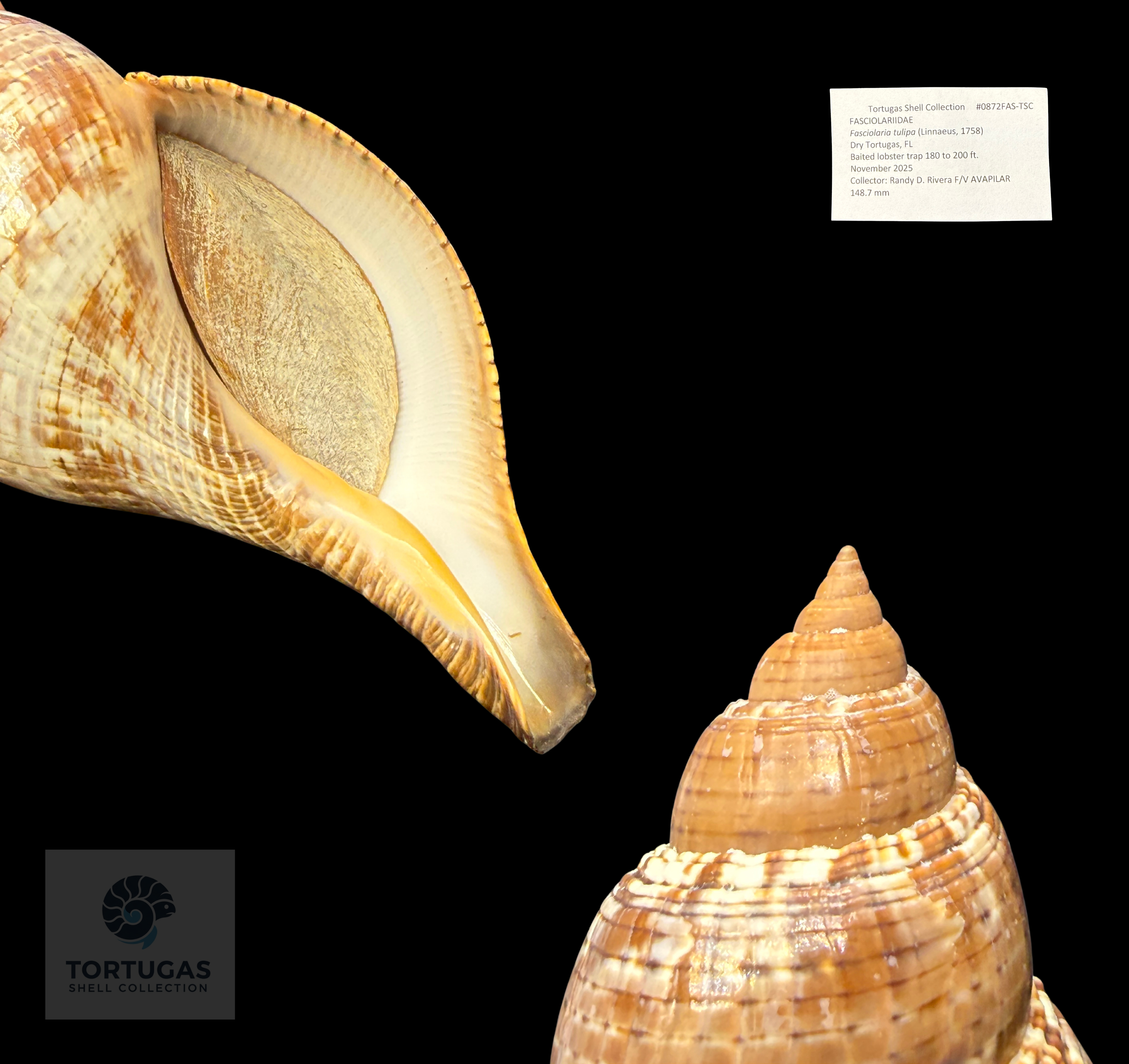 Fasciolaria tulipa 148.7 mm with Operculum – Dry Tortugas, Florida – TSC #0872FAS-TSC (FQ)