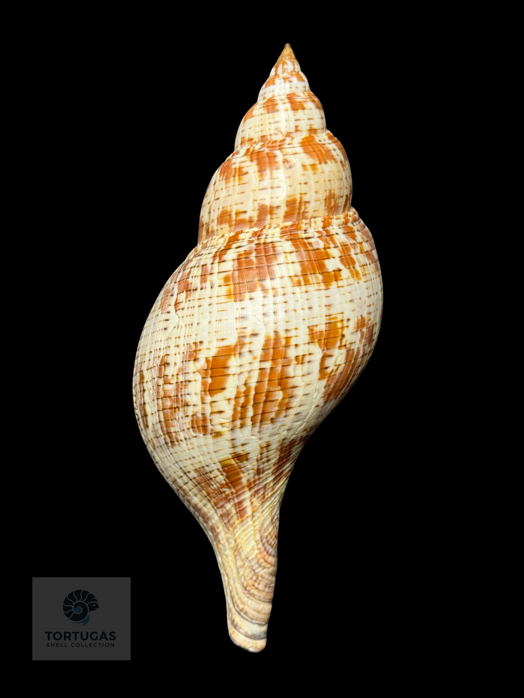 Fasciolaria tulipa 184.1 mm (7.25”) with Operculum – Dry Tortugas, Florida – TSC #0876FAS-TSC-FQ
