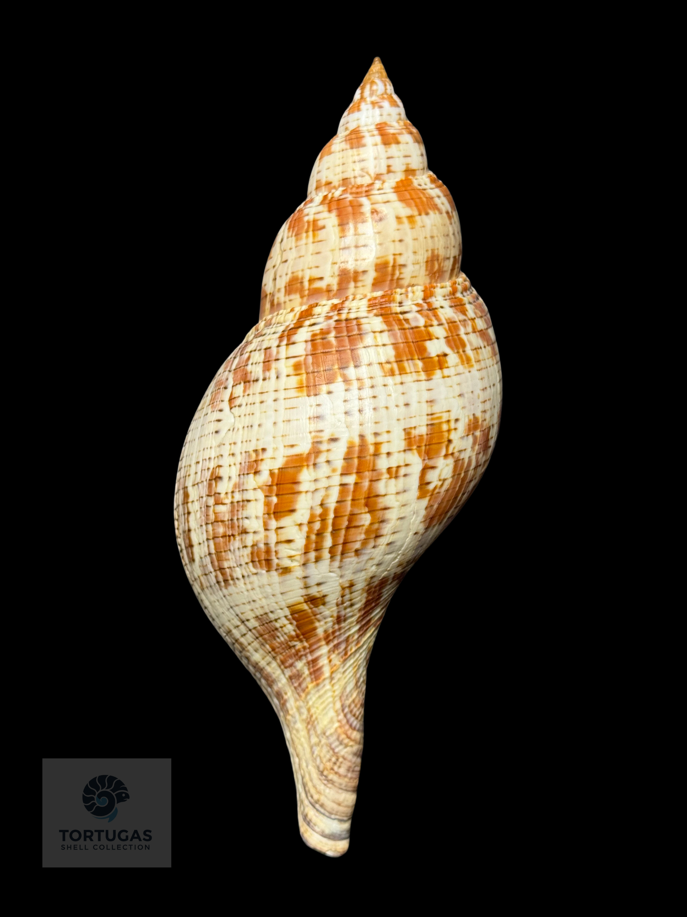 Fasciolaria tulipa 184.1 mm (7.25”) with Operculum – Dry Tortugas, Florida – TSC #0876FAS-TSC-FQ