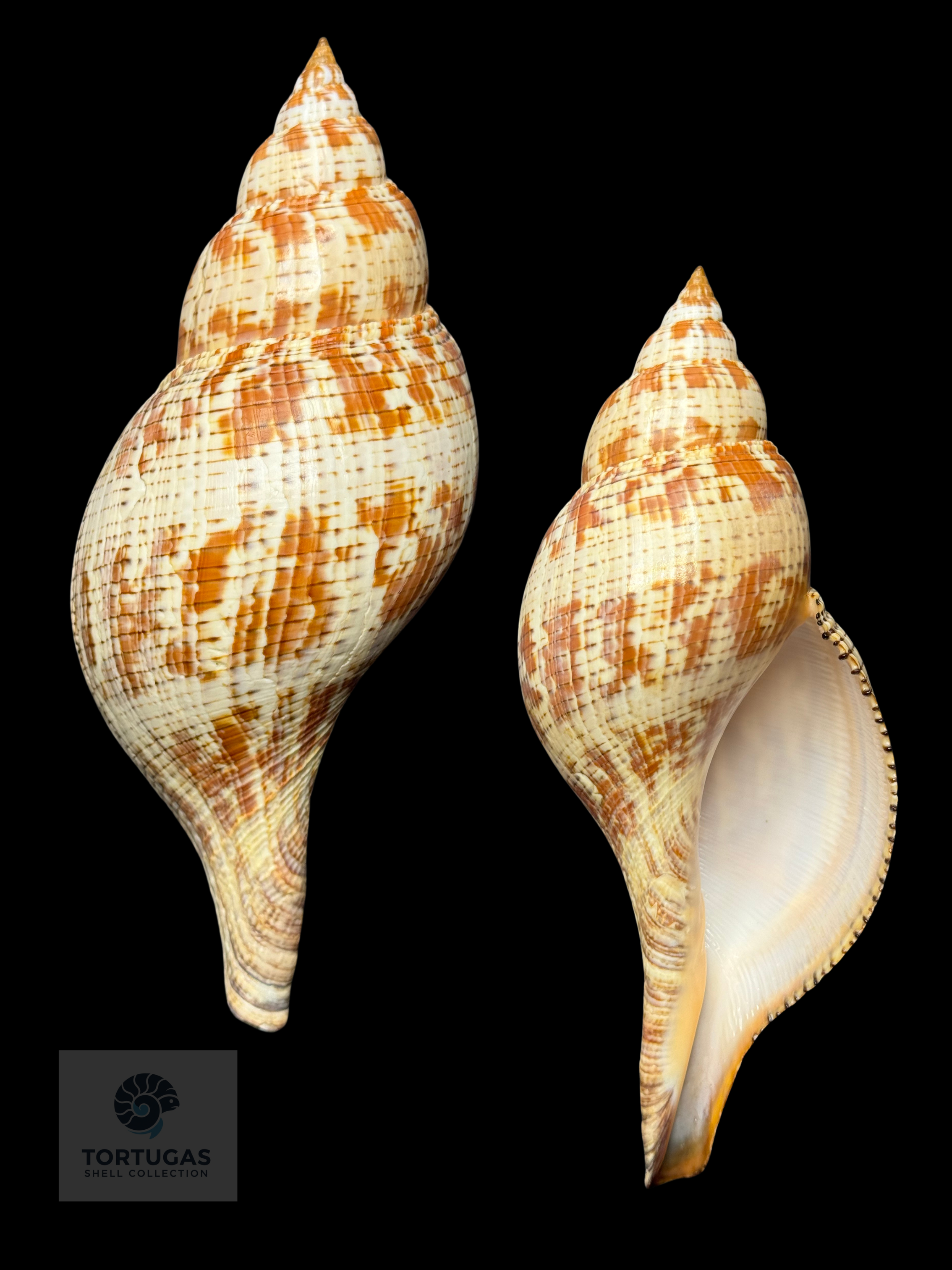 Fasciolaria tulipa 184.1 mm (7.25”) with Operculum – Dry Tortugas, Florida – TSC #0876FAS-TSC-FQ