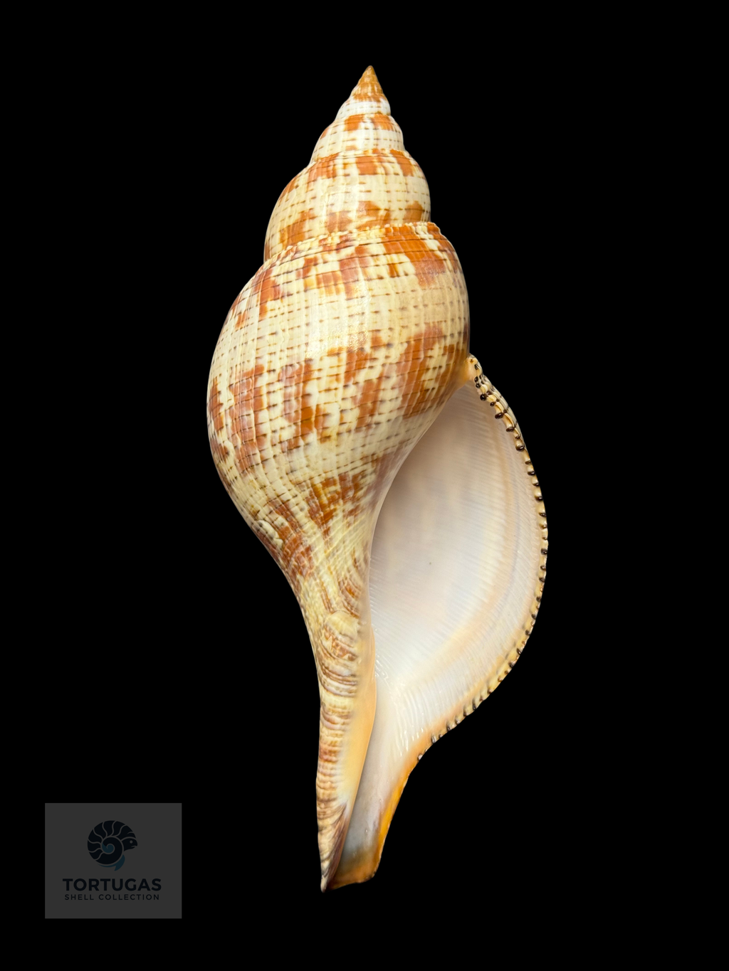 Fasciolaria tulipa 184.1 mm (7.25”) with Operculum – Dry Tortugas, Florida – TSC #0876FAS-TSC-FQ