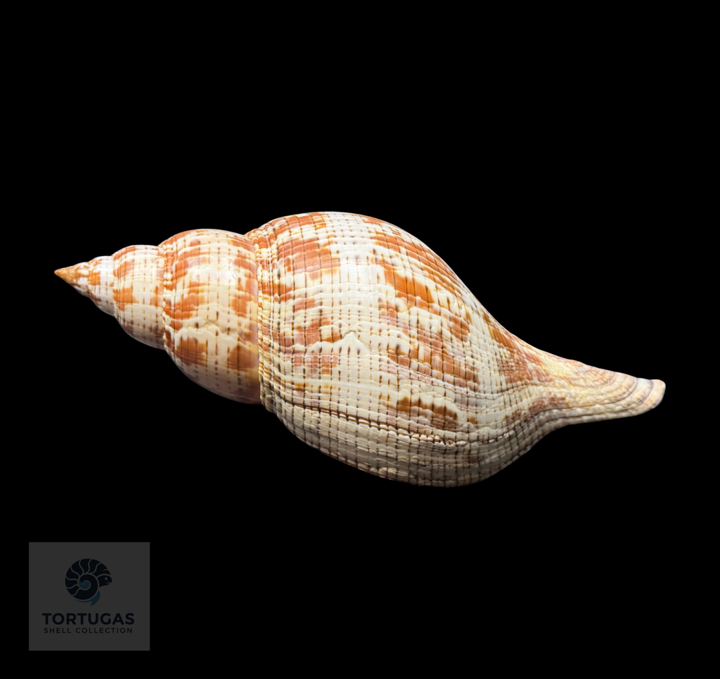 Fasciolaria tulipa 184.1 mm (7.25”) with Operculum – Dry Tortugas, Florida – TSC #0876FAS-TSC-FQ