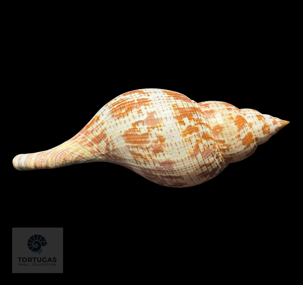 Fasciolaria tulipa 184.1 mm (7.25”) with Operculum – Dry Tortugas, Florida – TSC #0876FAS-TSC-FQ