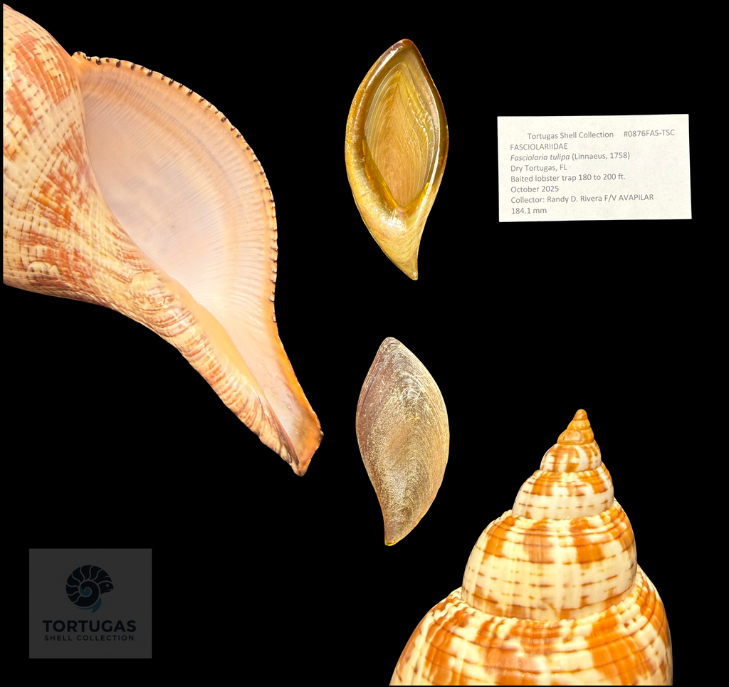 Fasciolaria tulipa 184.1 mm (7.25”) with Operculum – Dry Tortugas, Florida – TSC #0876FAS-TSC-FQ