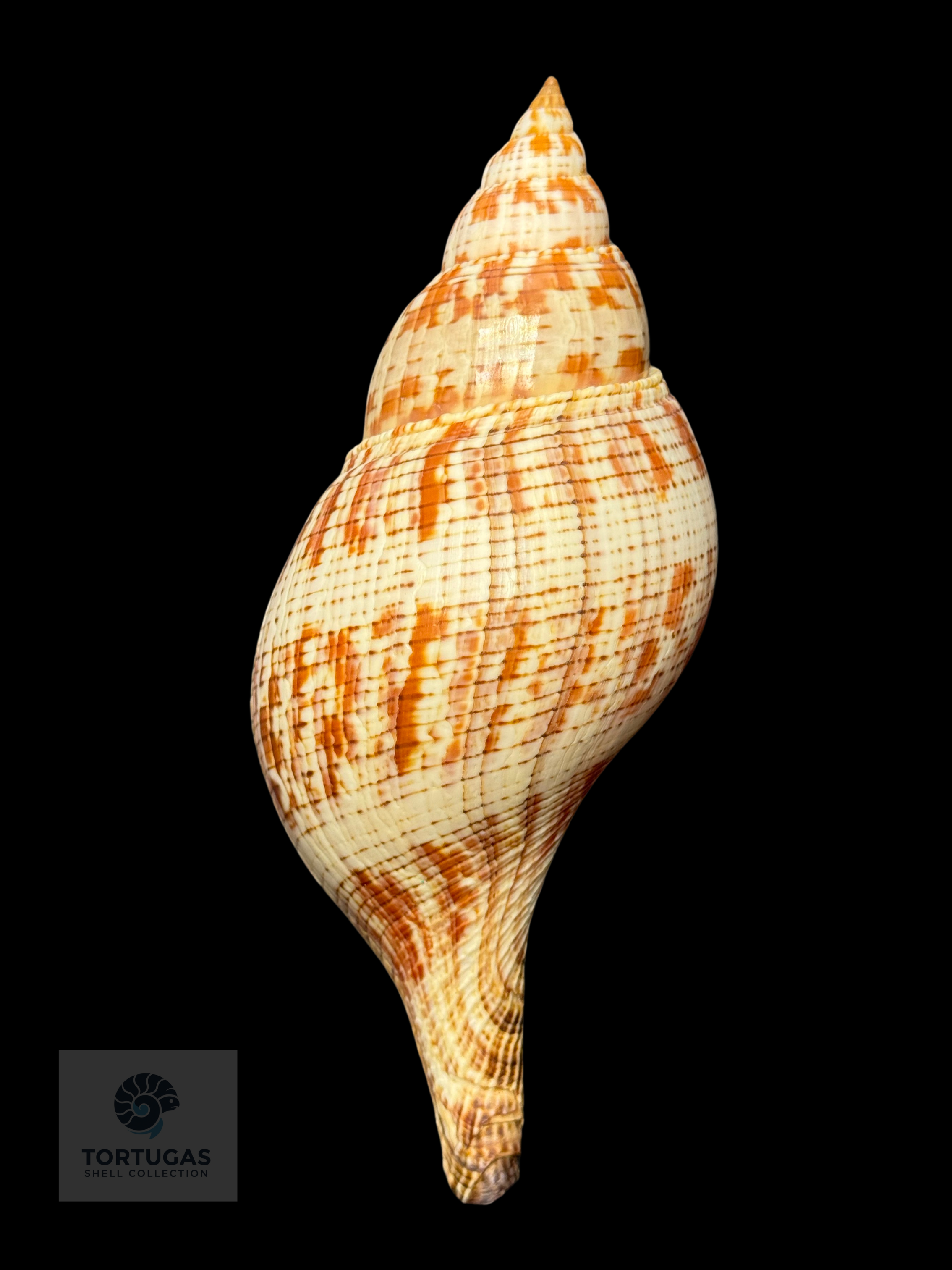Fasciolaria tulipa 165.1 mm (6.50”) with Operculum – Dry Tortugas, Florida – TSC #0877FAS-TSC FQ