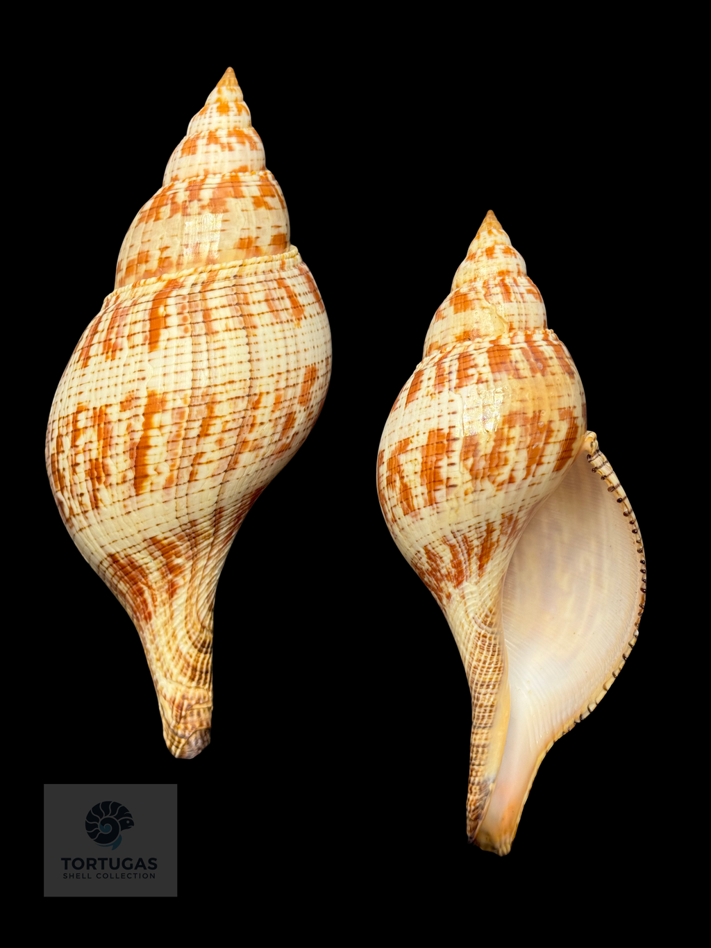 Fasciolaria tulipa 165.1 mm (6.50”) with Operculum – Dry Tortugas, Florida – TSC #0877FAS-TSC FQ