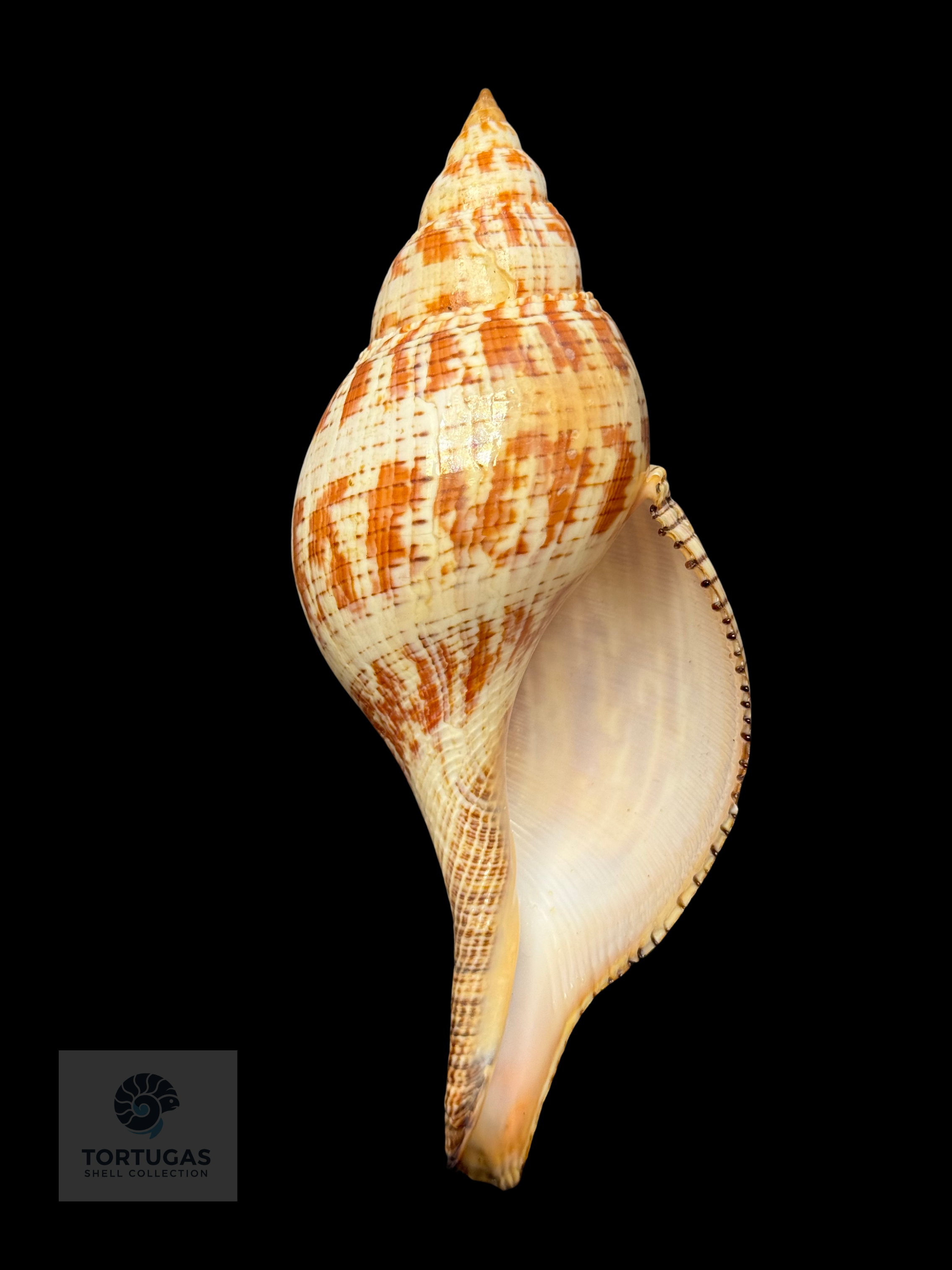 Fasciolaria tulipa 165.1 mm (6.50”) with Operculum – Dry Tortugas, Florida – TSC #0877FAS-TSC FQ
