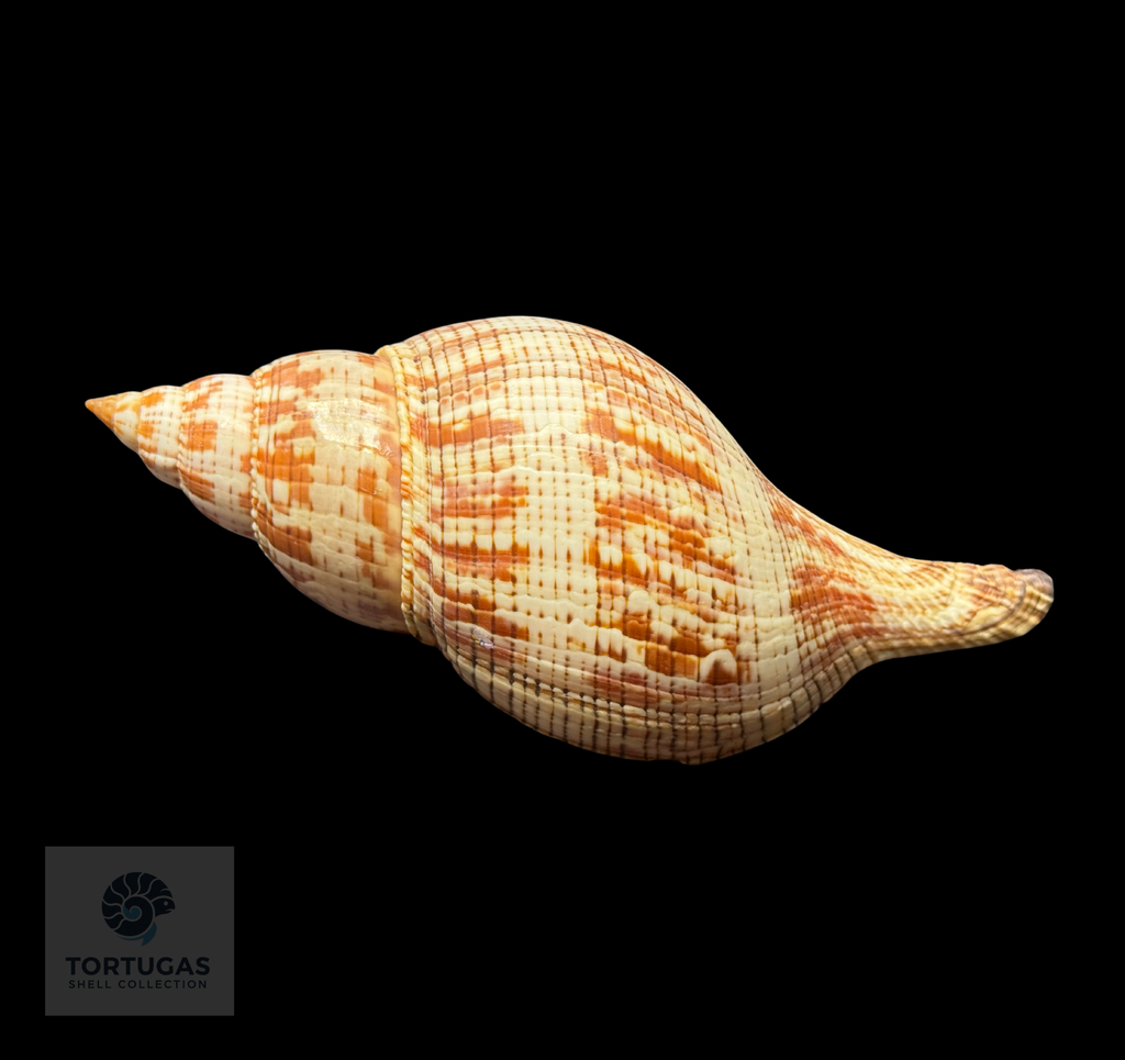 Fasciolaria tulipa 165.1 mm (6.50”) with Operculum – Dry Tortugas, Florida – TSC #0877FAS-TSC FQ