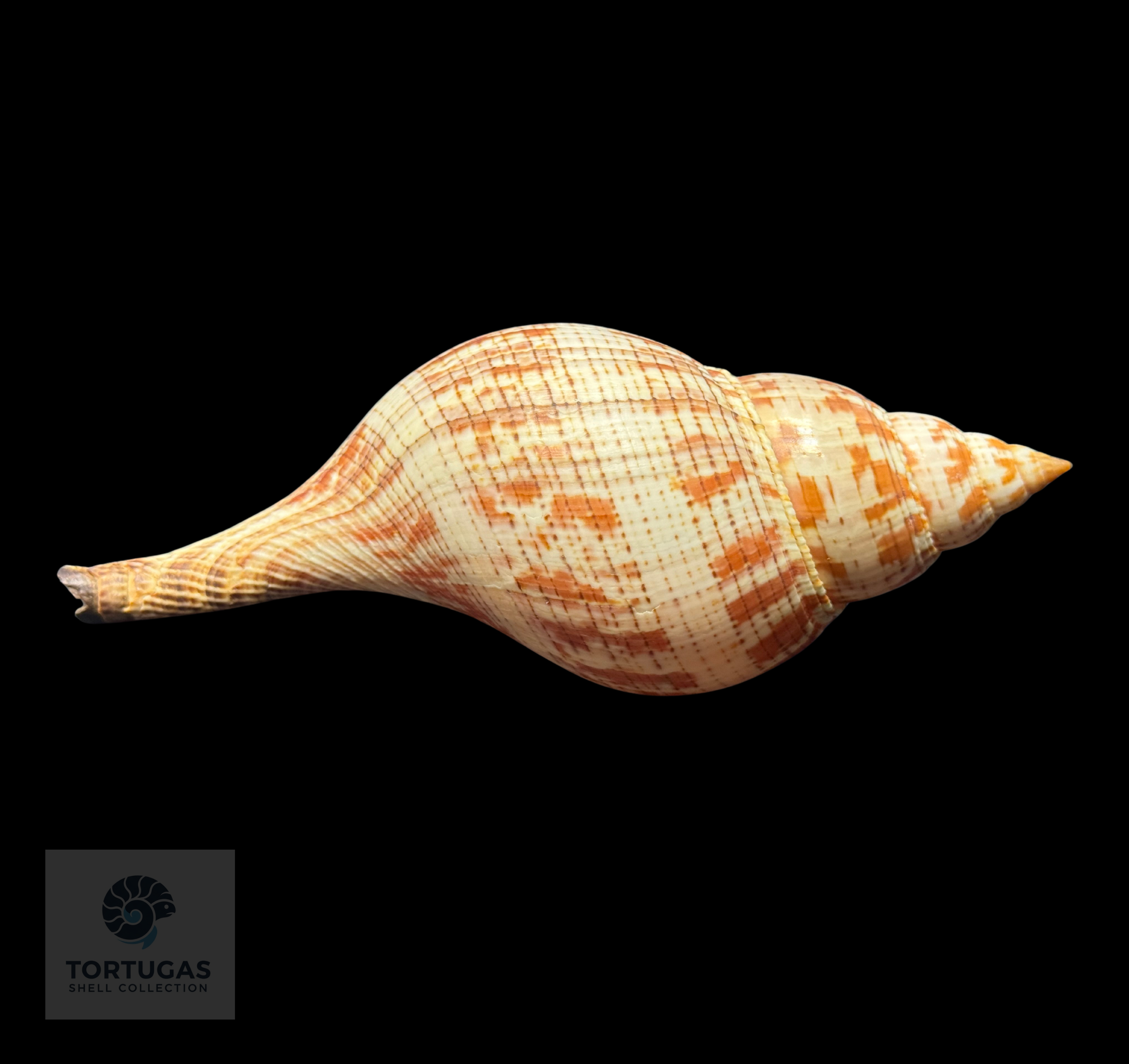 Fasciolaria tulipa 165.1 mm (6.50”) with Operculum – Dry Tortugas, Florida – TSC #0877FAS-TSC FQ