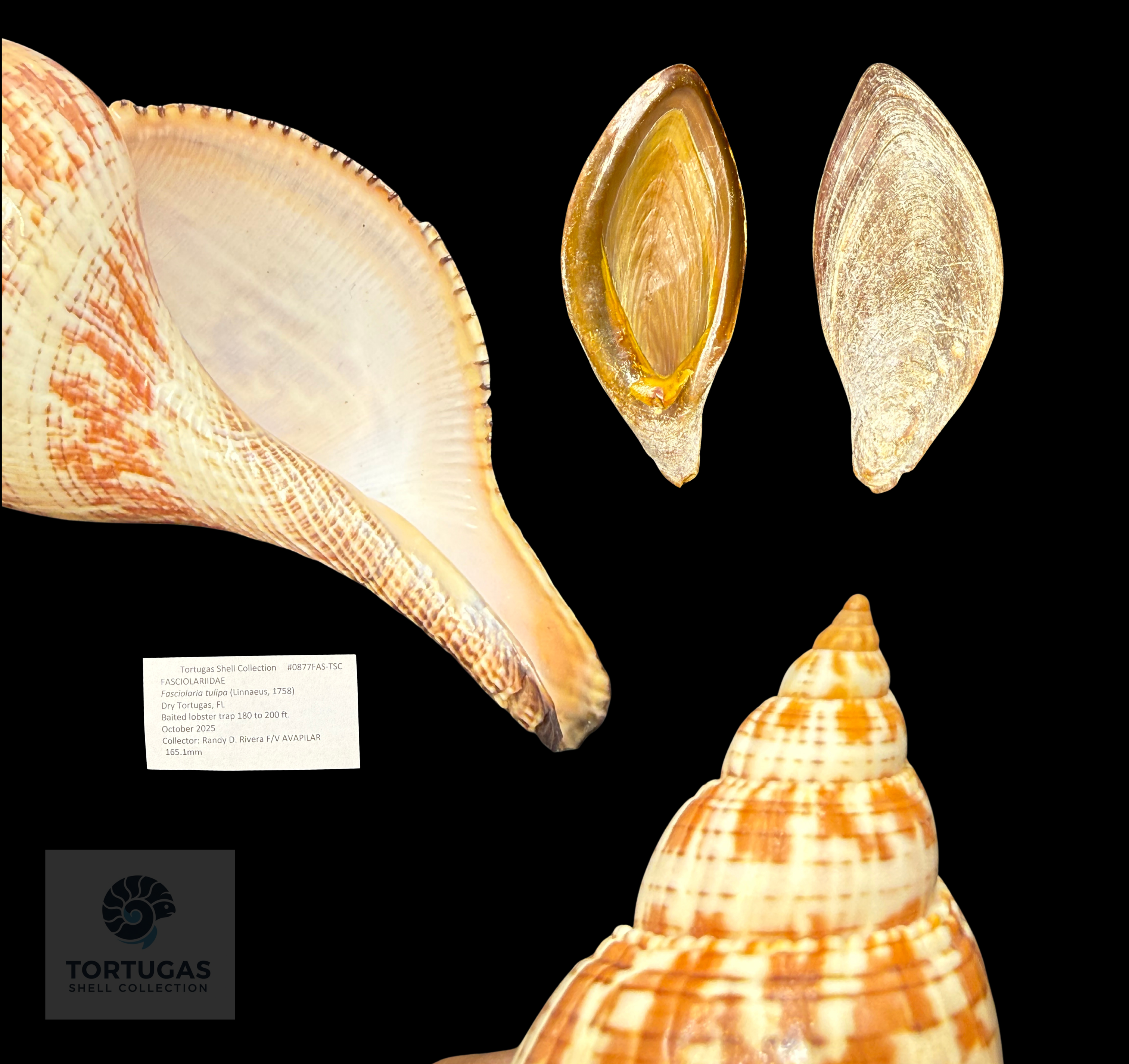 Fasciolaria tulipa 165.1 mm (6.50”) with Operculum – Dry Tortugas, Florida – TSC #0877FAS-TSC FQ