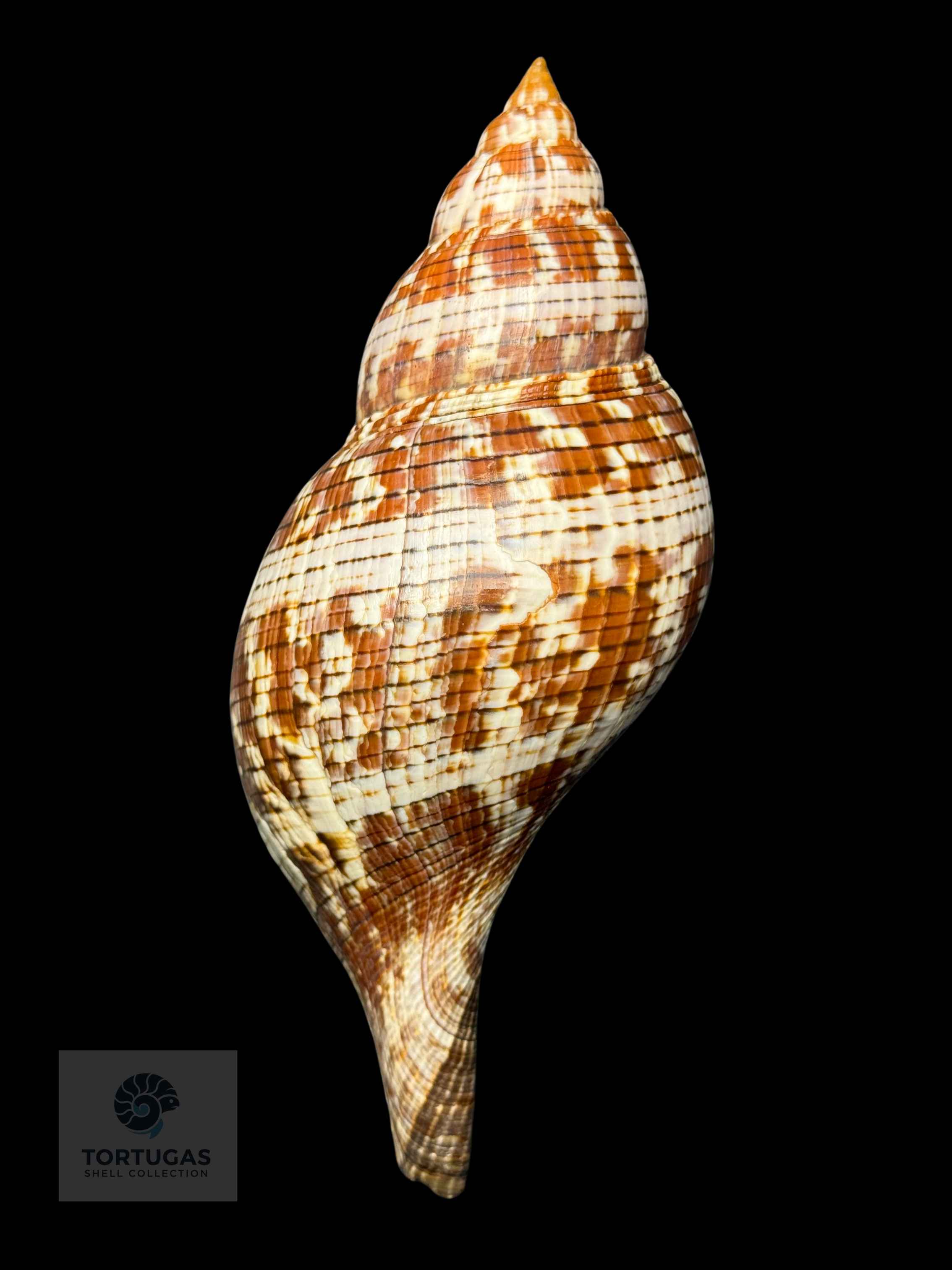Fasciolaria tulipa 177.8 mm (7.00”) with Operculum – Dry Tortugas, Florida – TSC #0878FAS-TSC