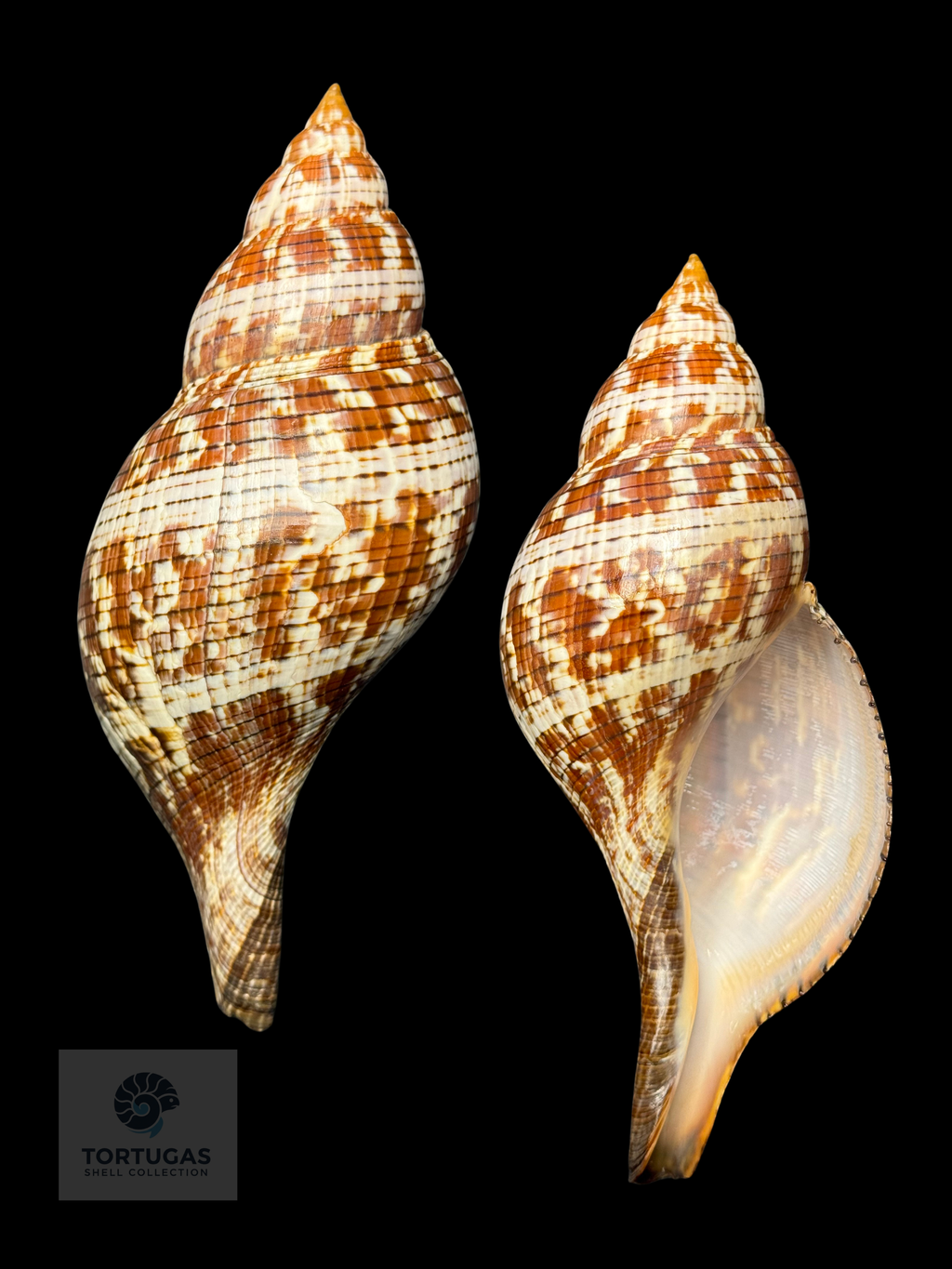 Fasciolaria tulipa 177.8 mm (7.00”) with Operculum – Dry Tortugas, Florida – TSC #0878FAS-TSC