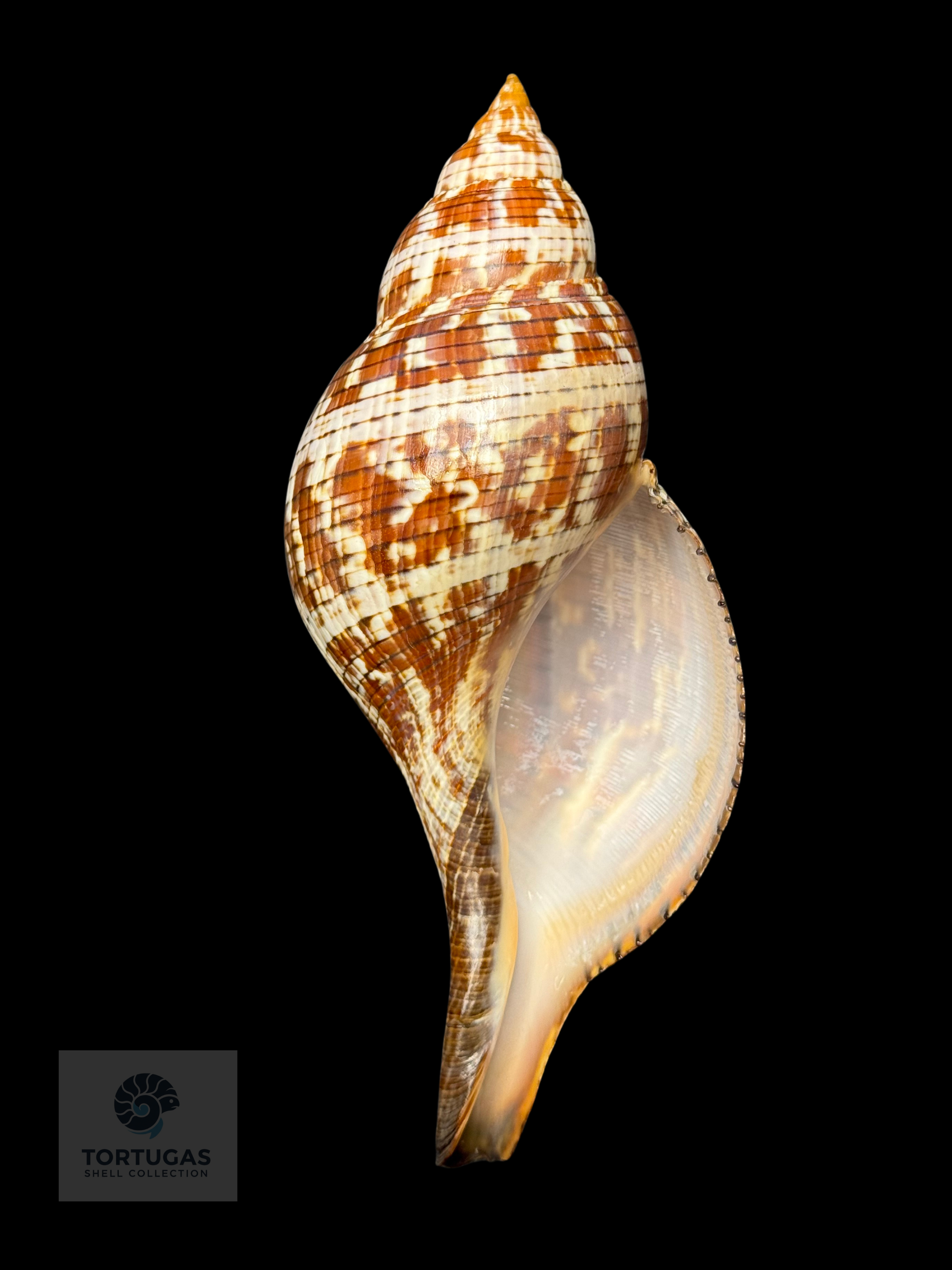 Fasciolaria tulipa 177.8 mm (7.00”) with Operculum – Dry Tortugas, Florida – TSC #0878FAS-TSC