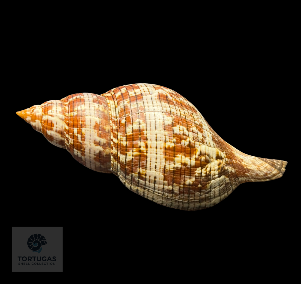 Fasciolaria tulipa 177.8 mm (7.00”) with Operculum – Dry Tortugas, Florida – TSC #0878FAS-TSC