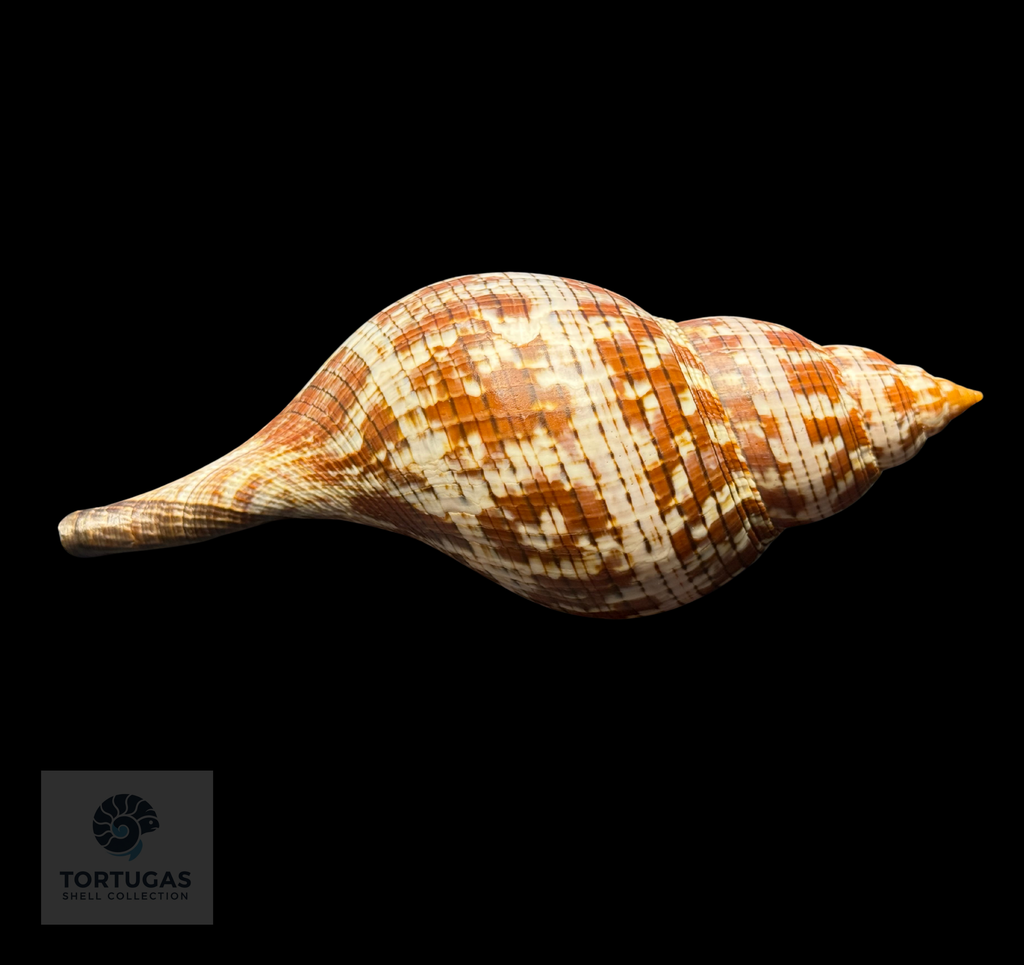 Fasciolaria tulipa 177.8 mm (7.00”) with Operculum – Dry Tortugas, Florida – TSC #0878FAS-TSC