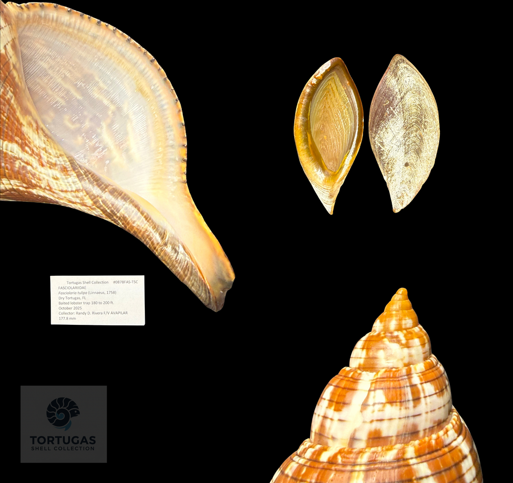 Fasciolaria tulipa 177.8 mm (7.00”) with Operculum – Dry Tortugas, Florida – TSC #0878FAS-TSC