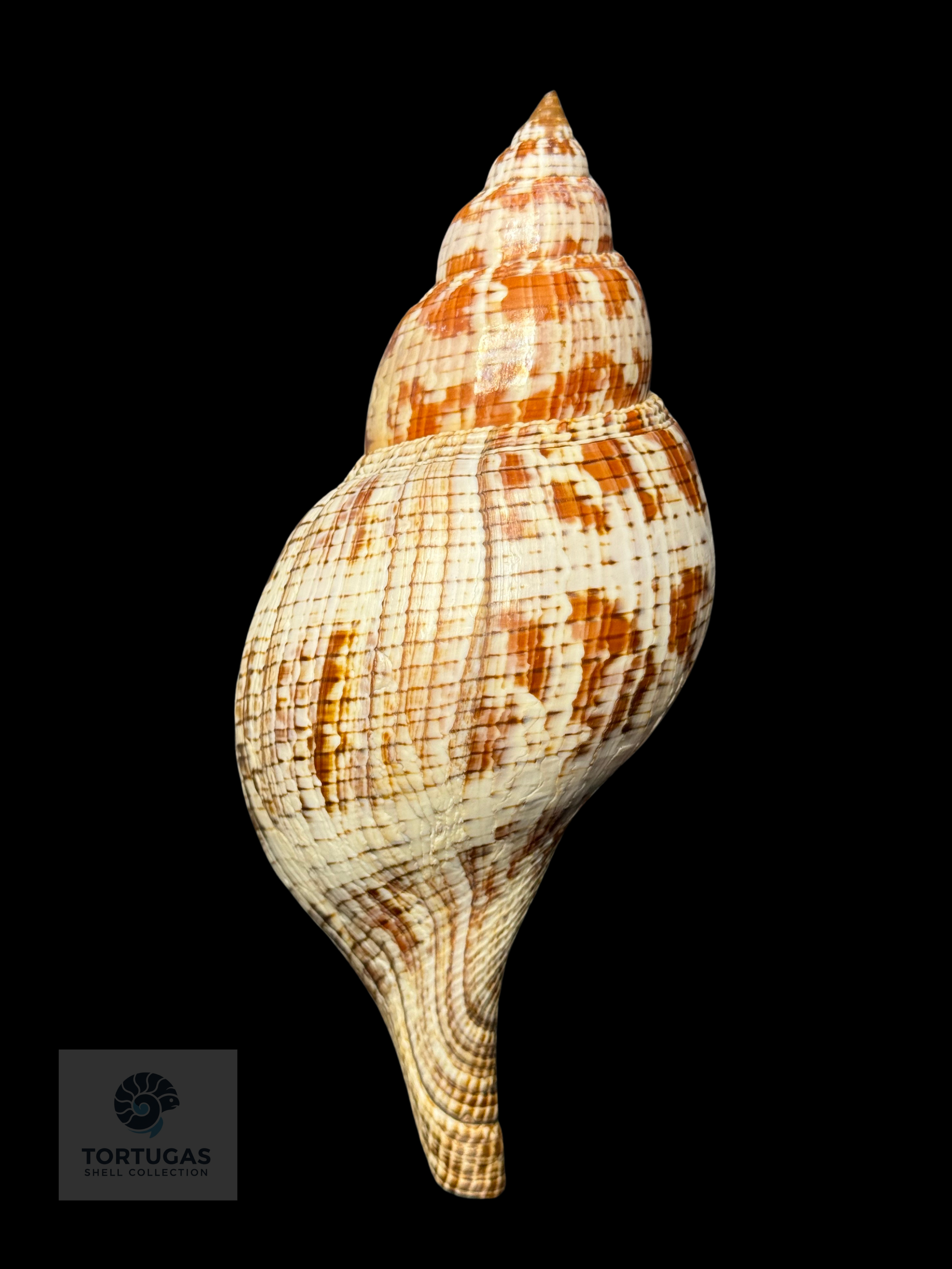 Fasciolaria tulipa – 177.8 mm (7.00”) – Operculum – TSC #0875