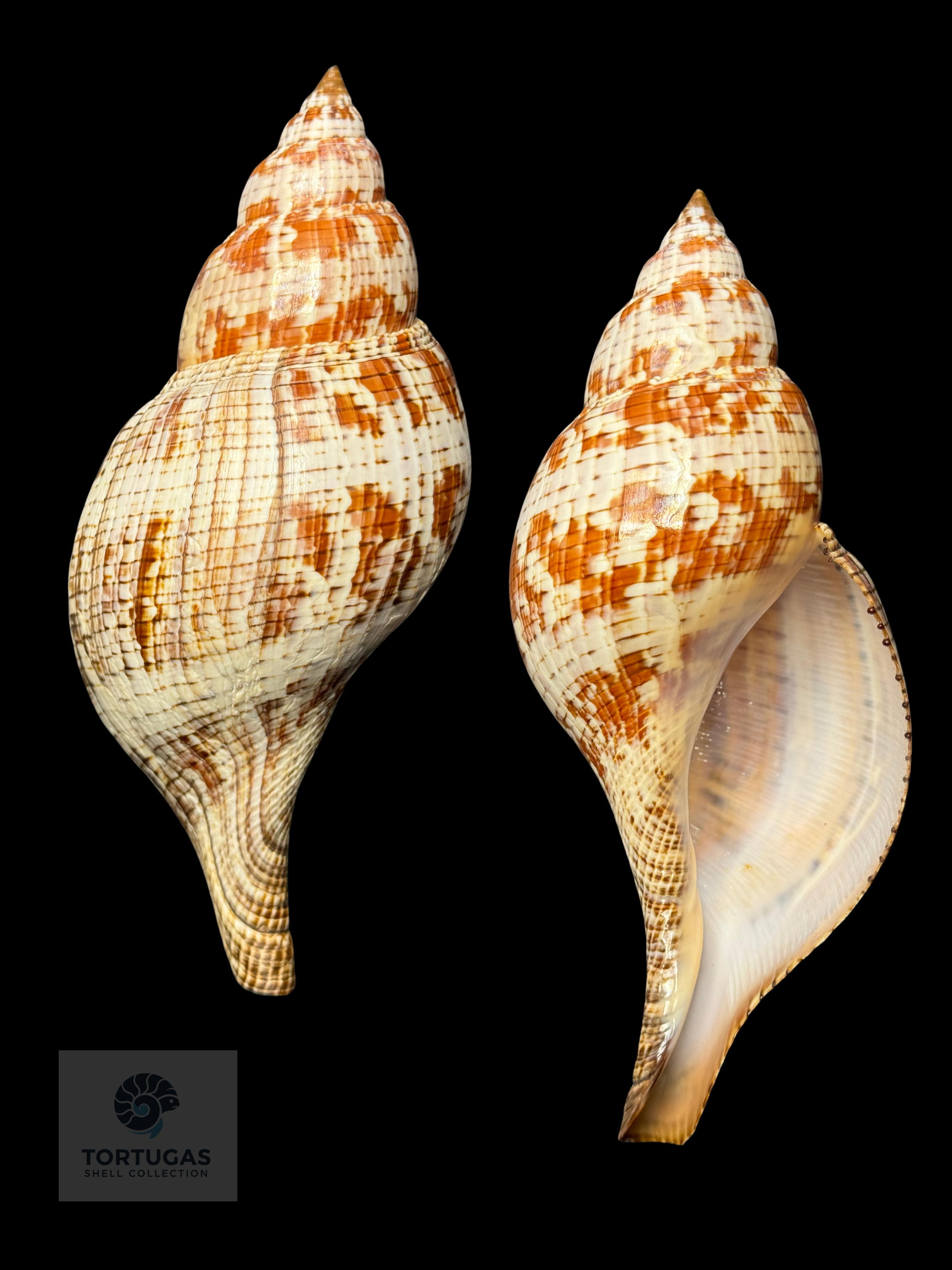 Fasciolaria tulipa – 177.8 mm (7.00”) – Operculum – TSC #0875