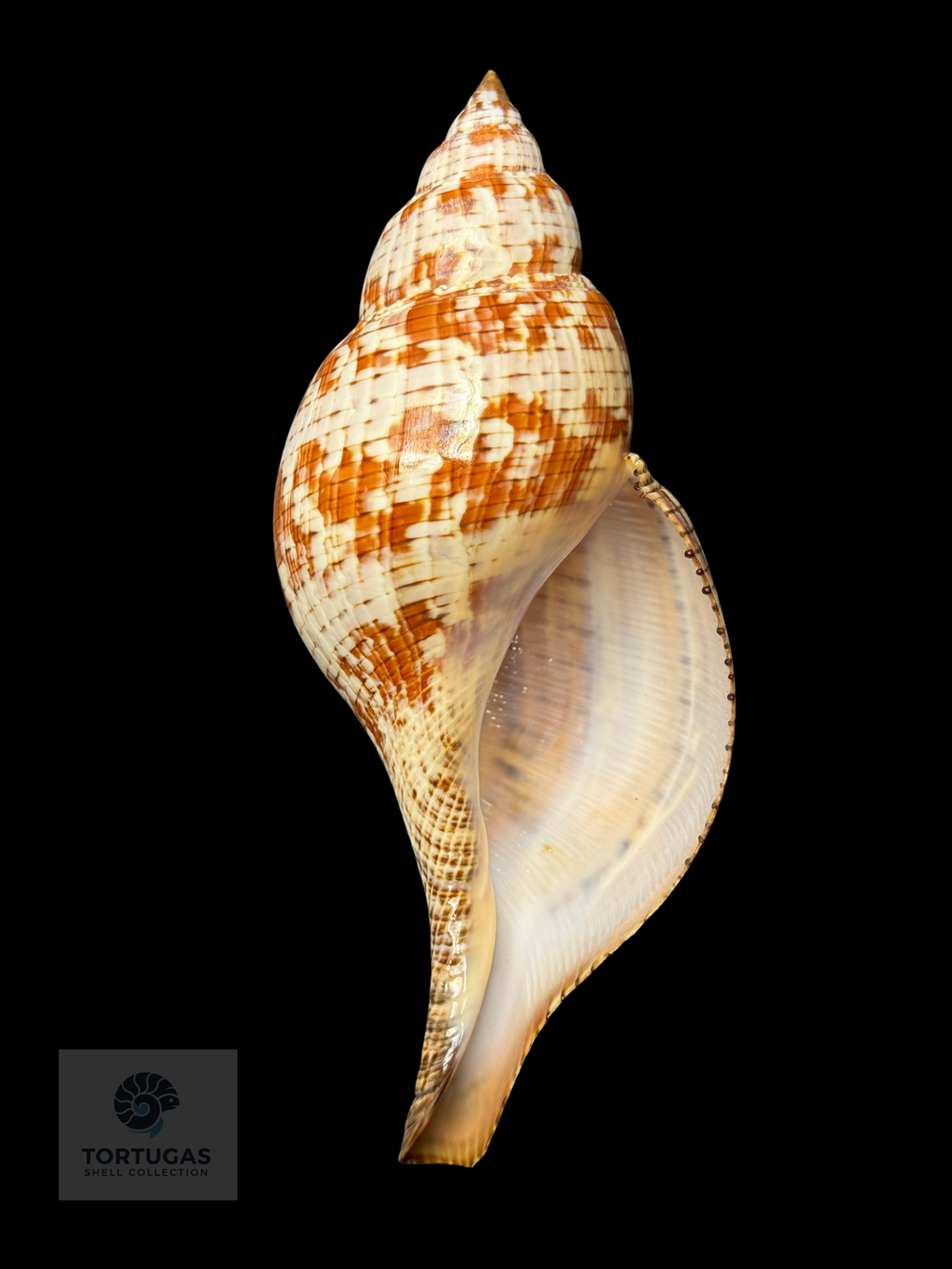 Fasciolaria tulipa – 177.8 mm (7.00”) – Operculum – TSC #0875
