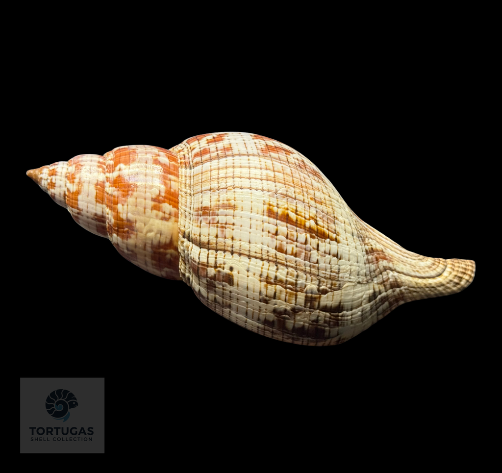 Fasciolaria tulipa – 177.8 mm (7.00”) – Operculum – TSC #0875