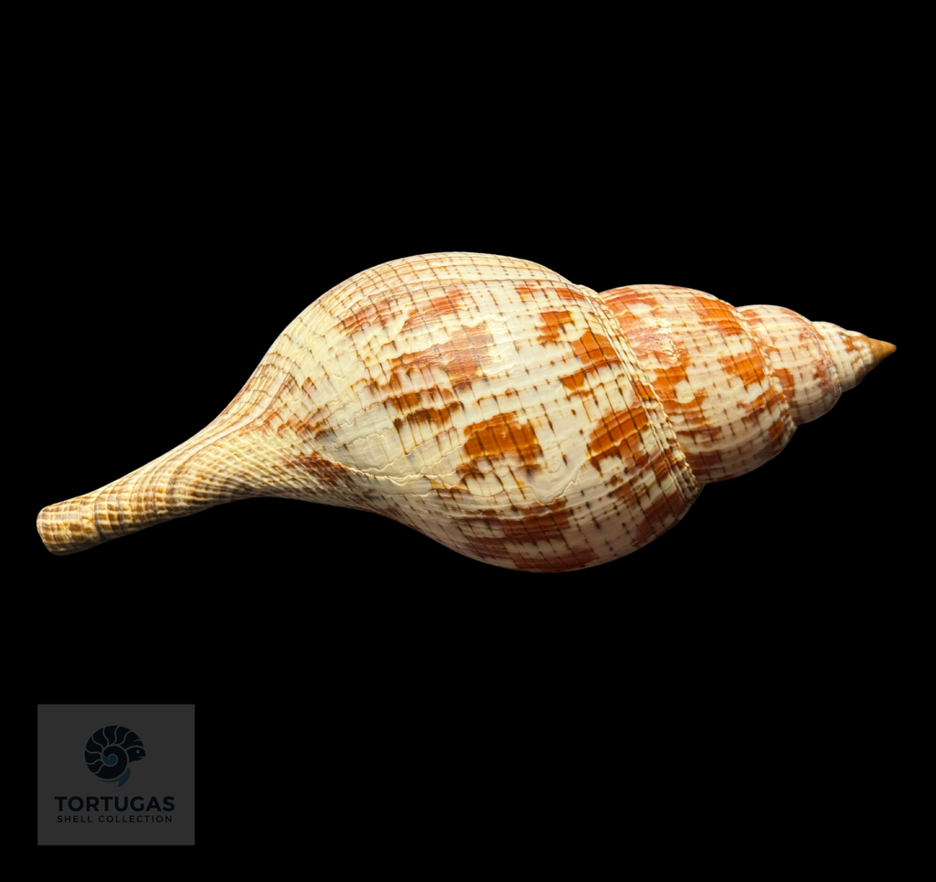 Fasciolaria tulipa – 177.8 mm (7.00”) – Operculum – TSC #0875