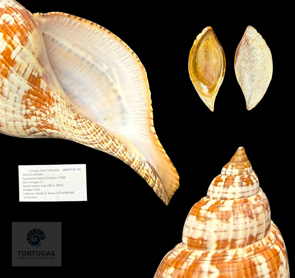 Fasciolaria tulipa – 177.8 mm (7.00”) – Operculum – TSC #0875