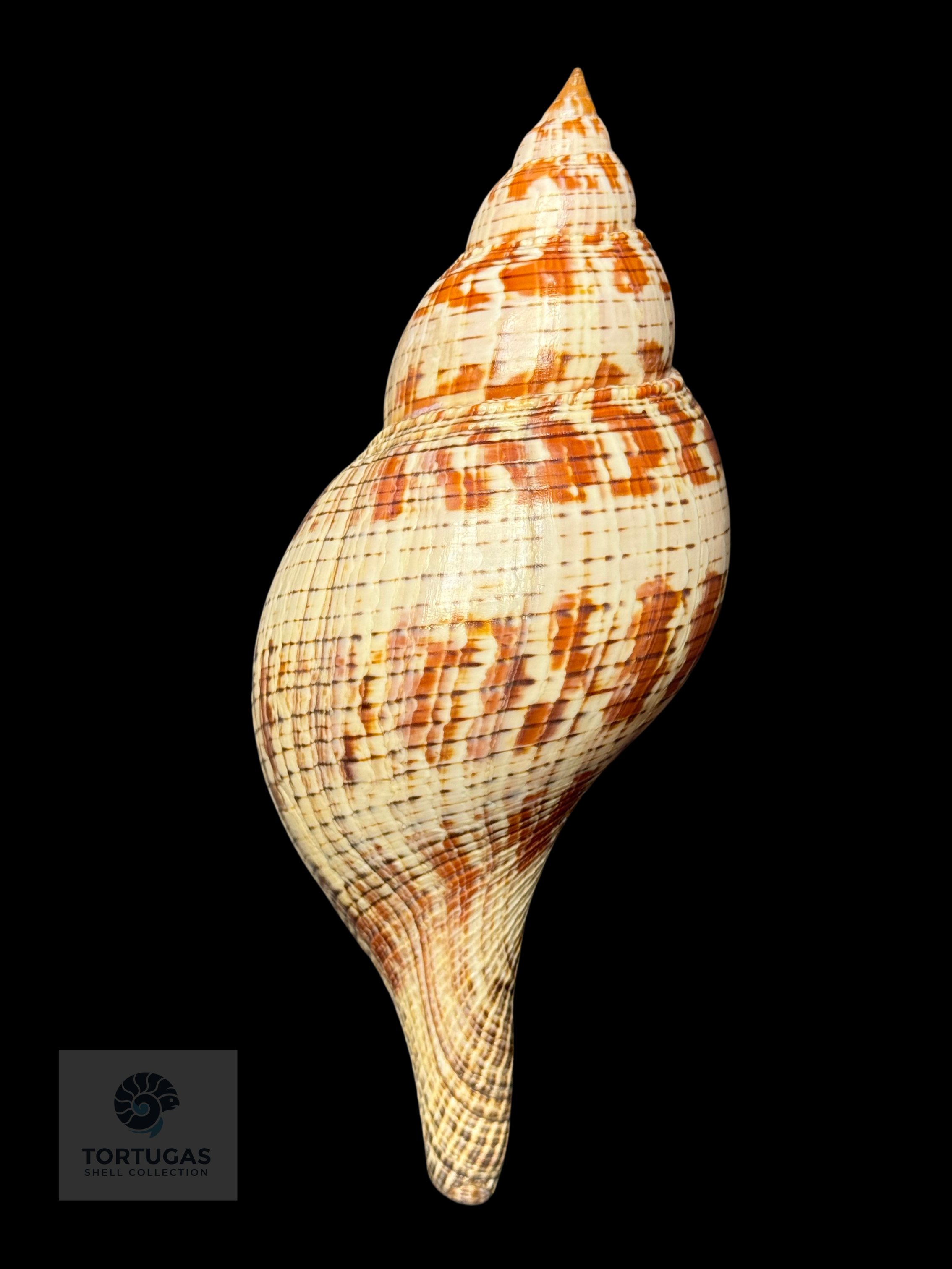 Fasciolaria tulipa – 171.4 mm (6.75”) – Operculum – TSC #0874