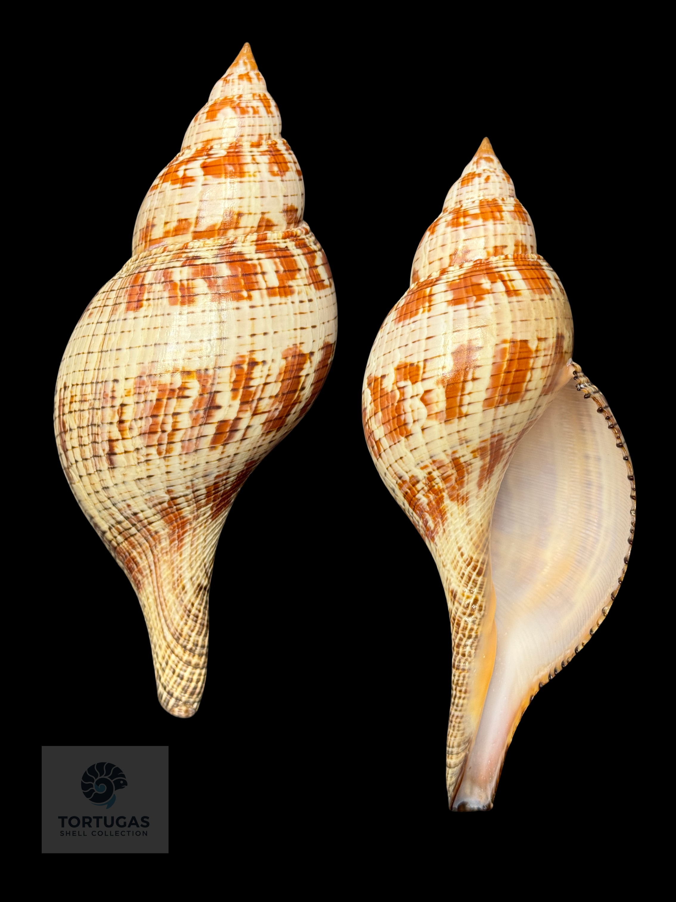 Fasciolaria tulipa – 171.4 mm (6.75”) – Operculum – TSC #0874