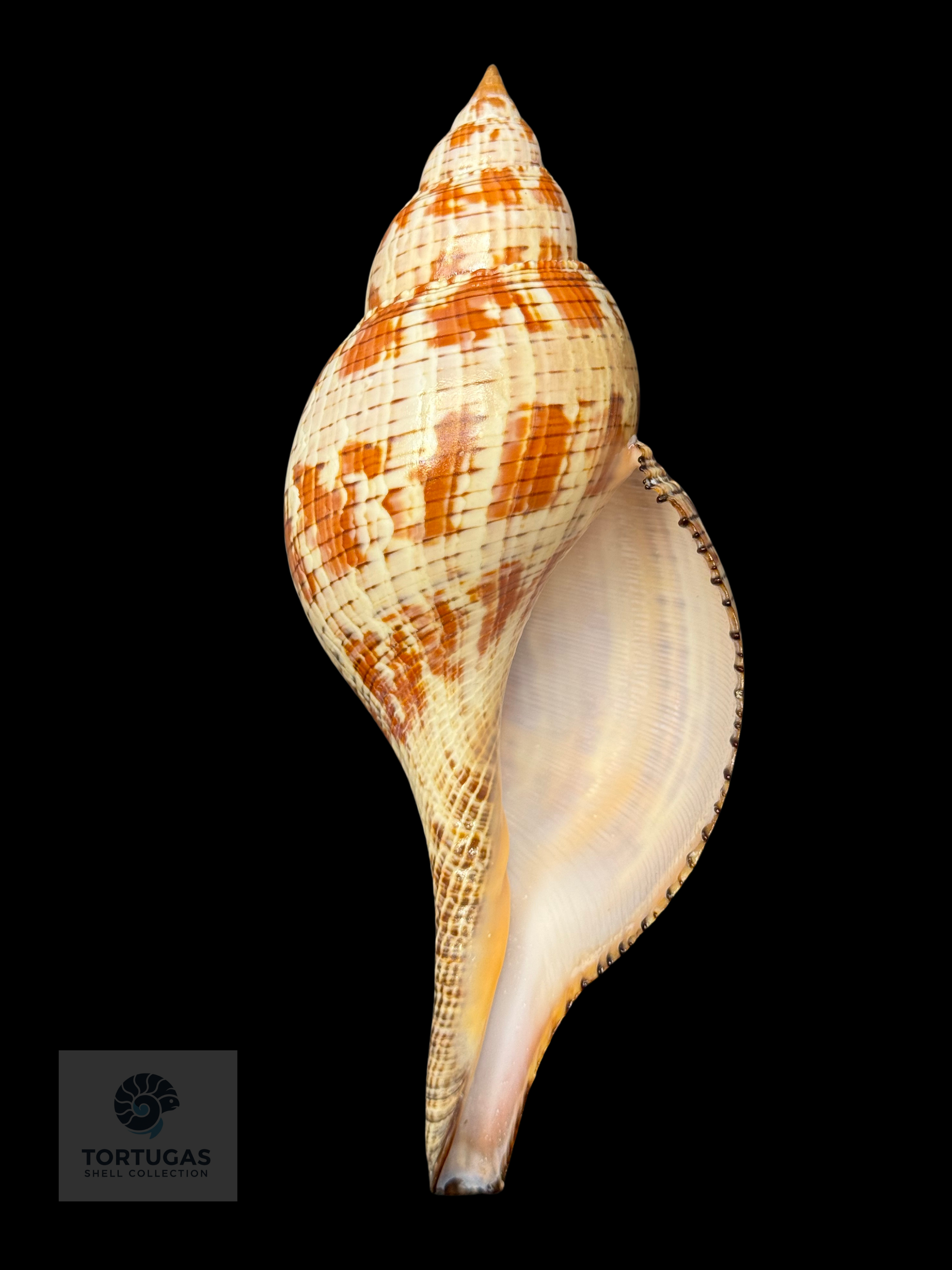 Fasciolaria tulipa – 171.4 mm (6.75”) – Operculum – TSC #0874