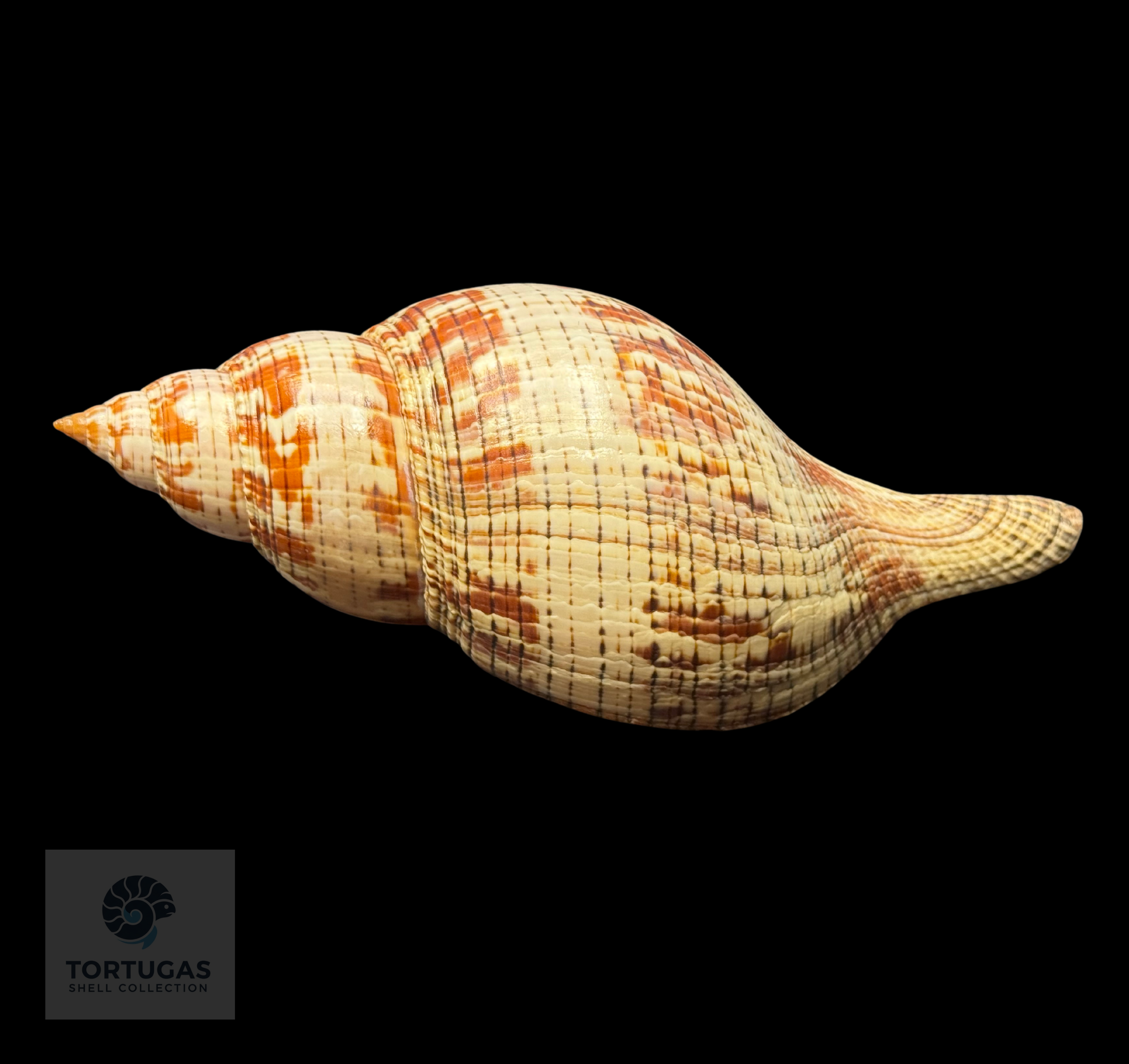 Fasciolaria tulipa – 171.4 mm (6.75”) – Operculum – TSC #0874