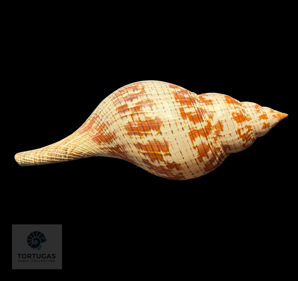 Fasciolaria tulipa – 171.4 mm (6.75”) – Operculum – TSC #0874