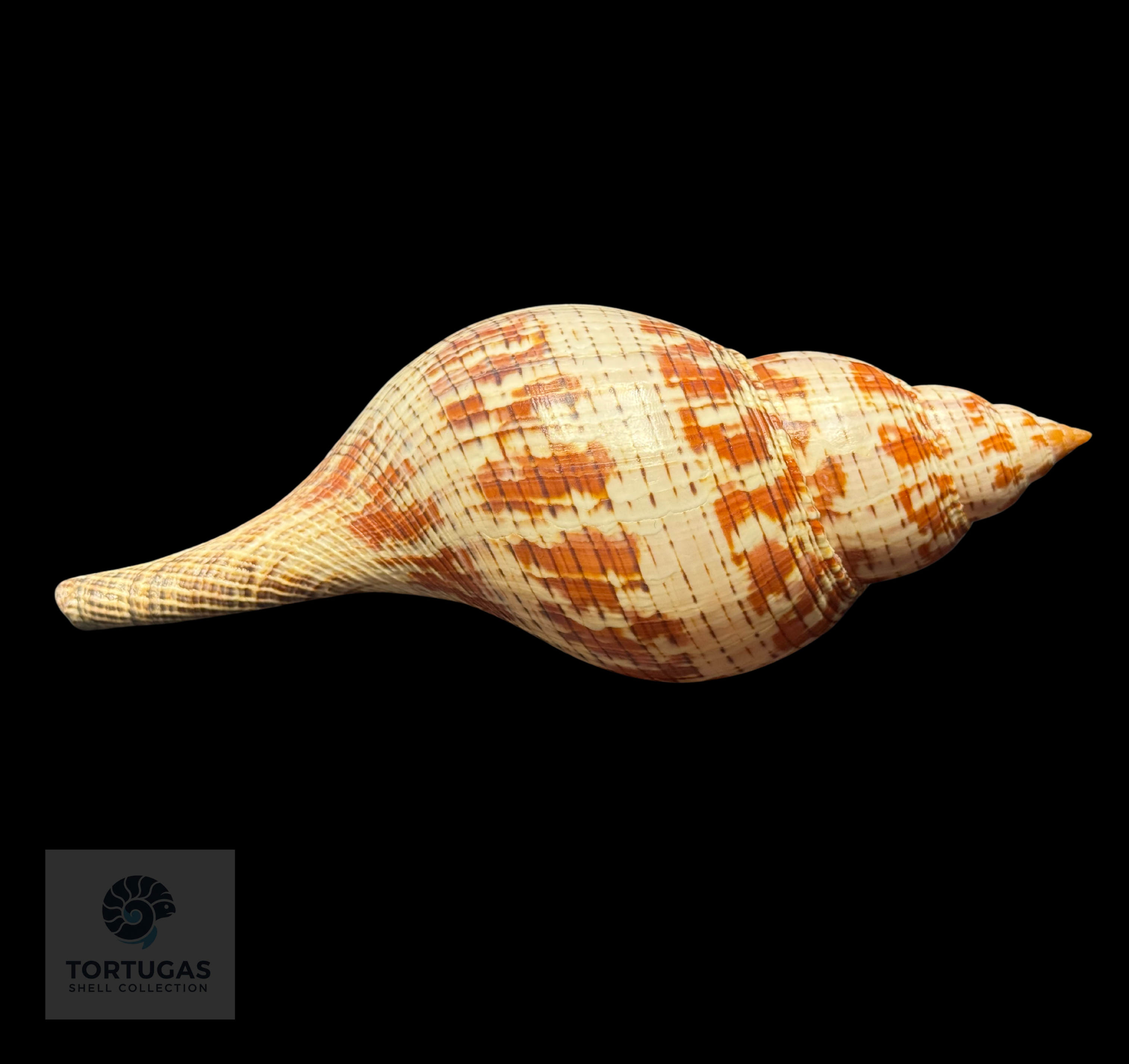 Fasciolaria tulipa – 171.4 mm (6.75”) – Operculum – TSC #0874