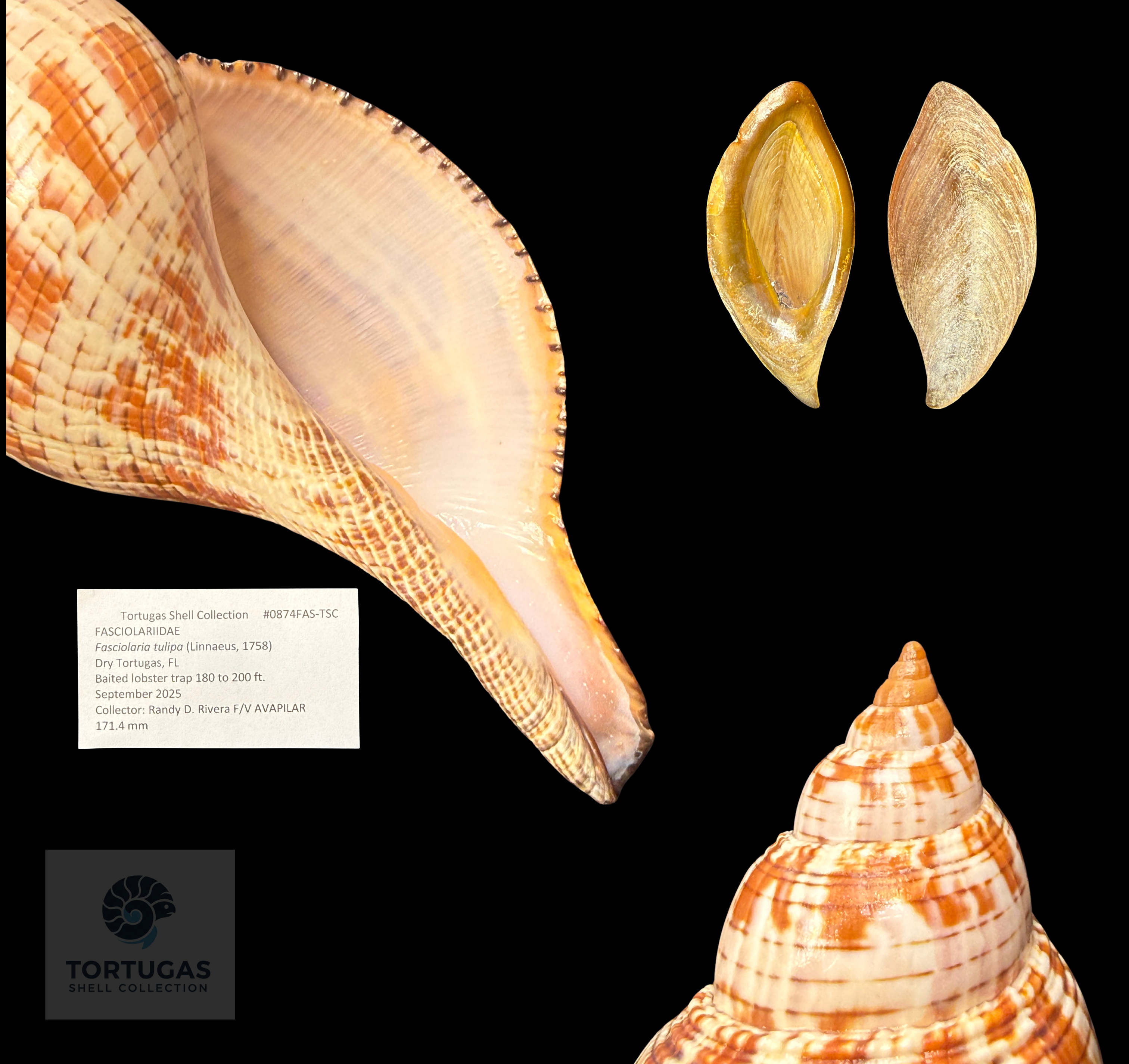 Fasciolaria tulipa – 171.4 mm (6.75”) – Operculum – TSC #0874