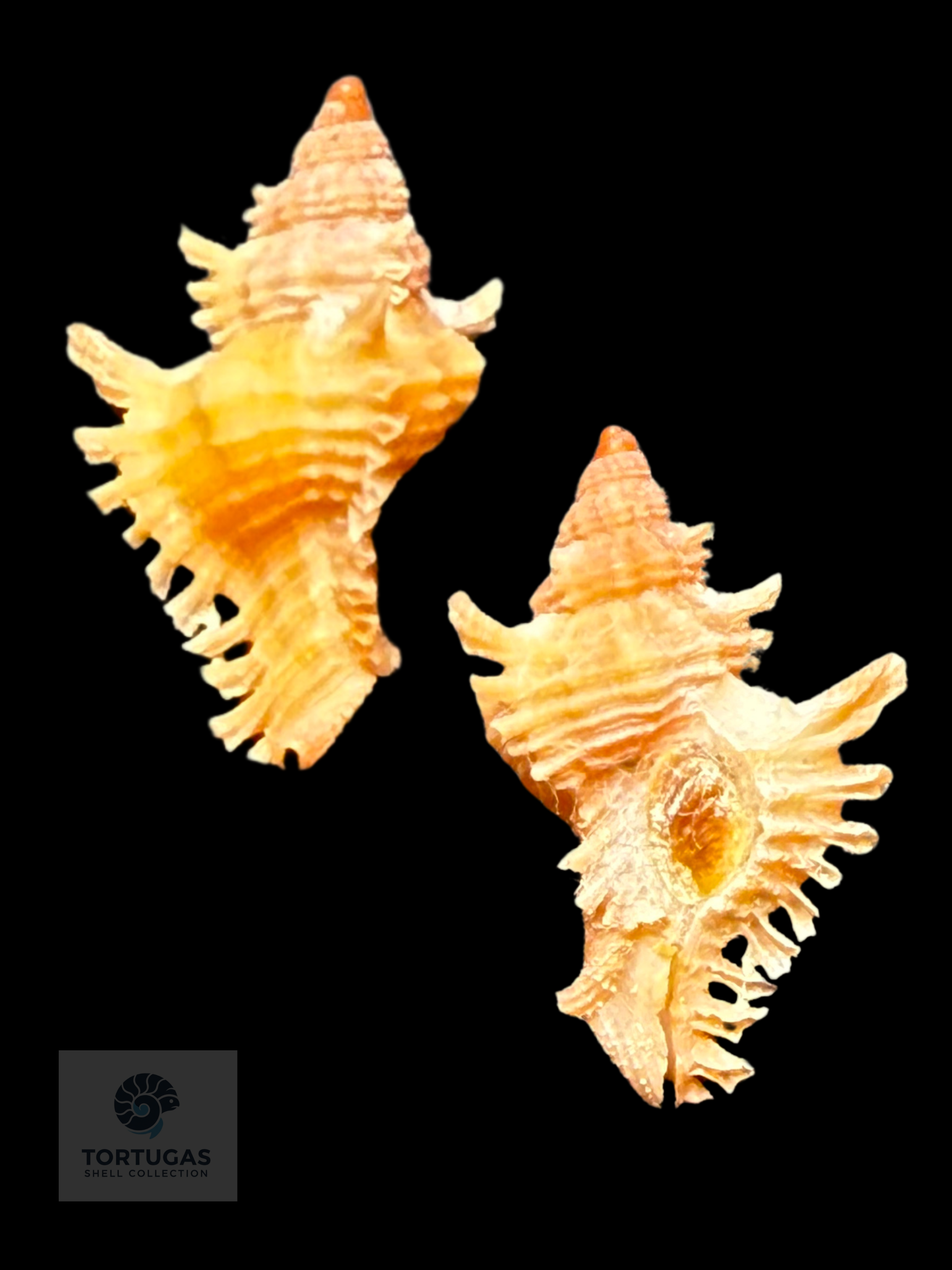 Chicoreus riverai – 16.5 mm – Pulley Ridge GEM
