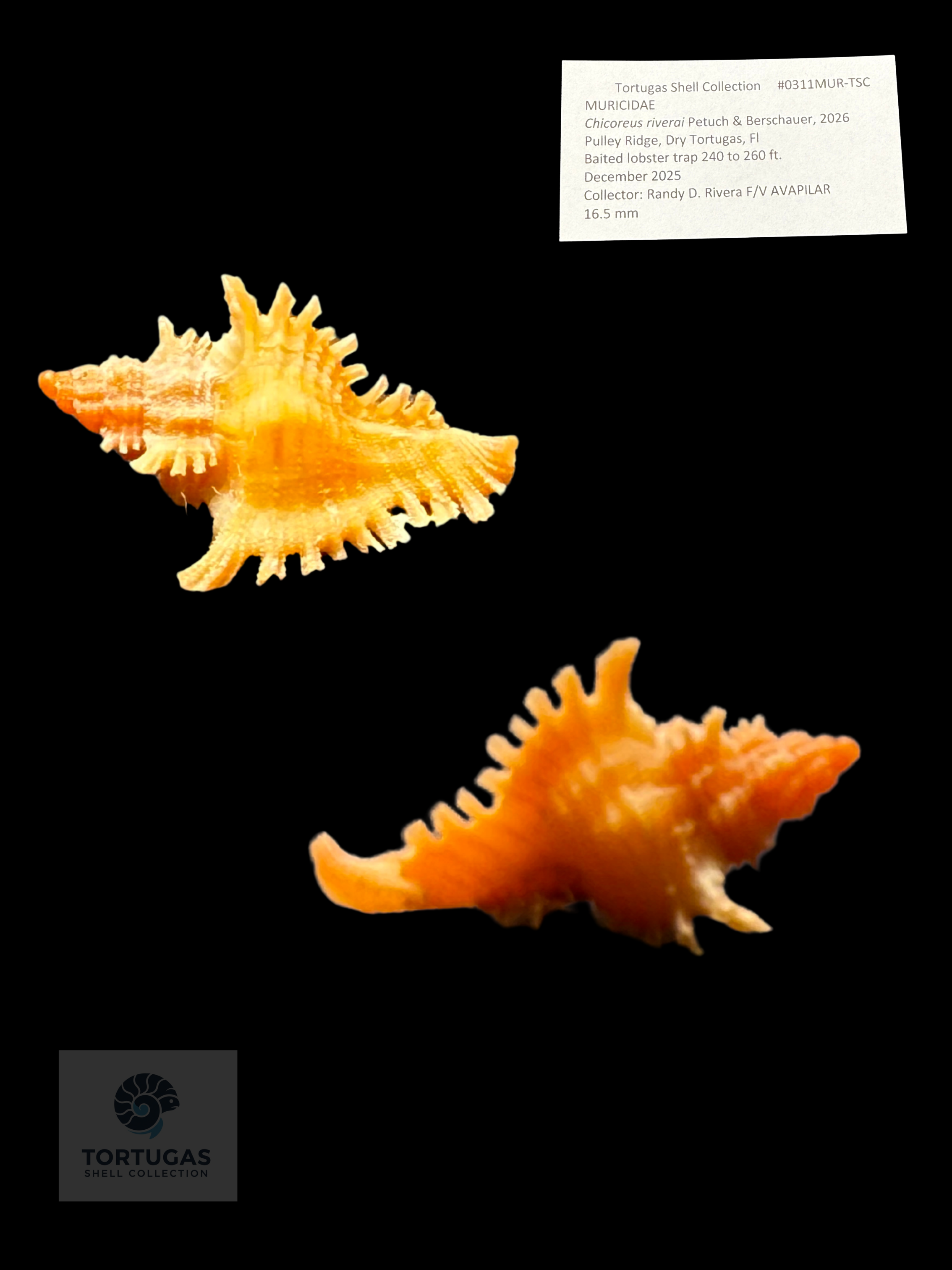 Chicoreus riverai – 16.5 mm – Pulley Ridge GEM