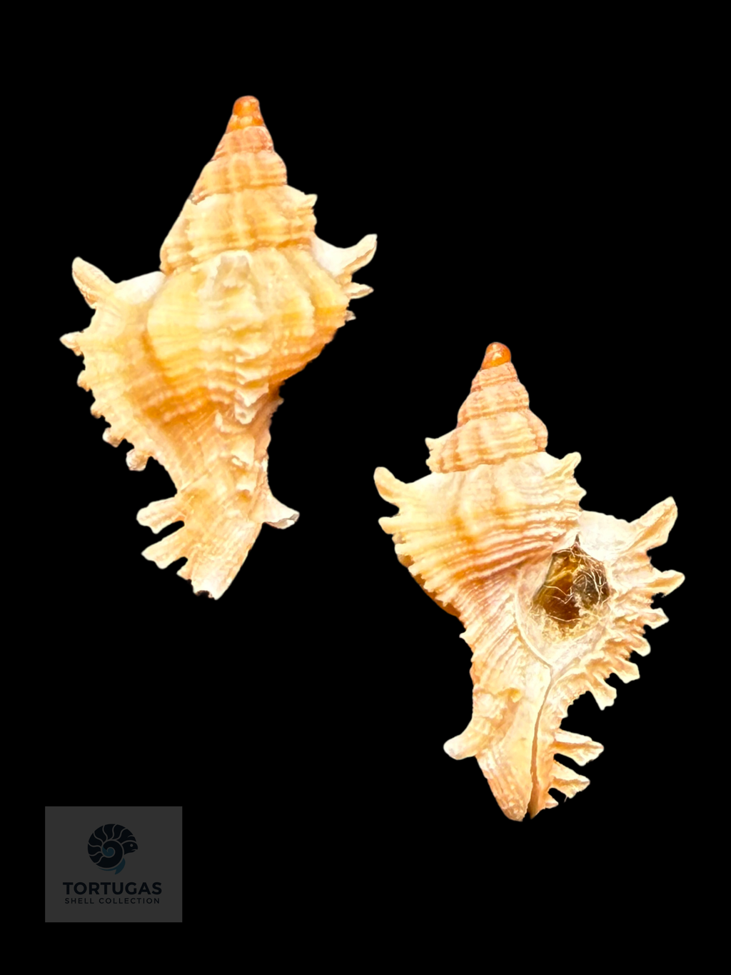 Chicoreus riverai – 17.7 mm – Pulley Ridge (FQ)