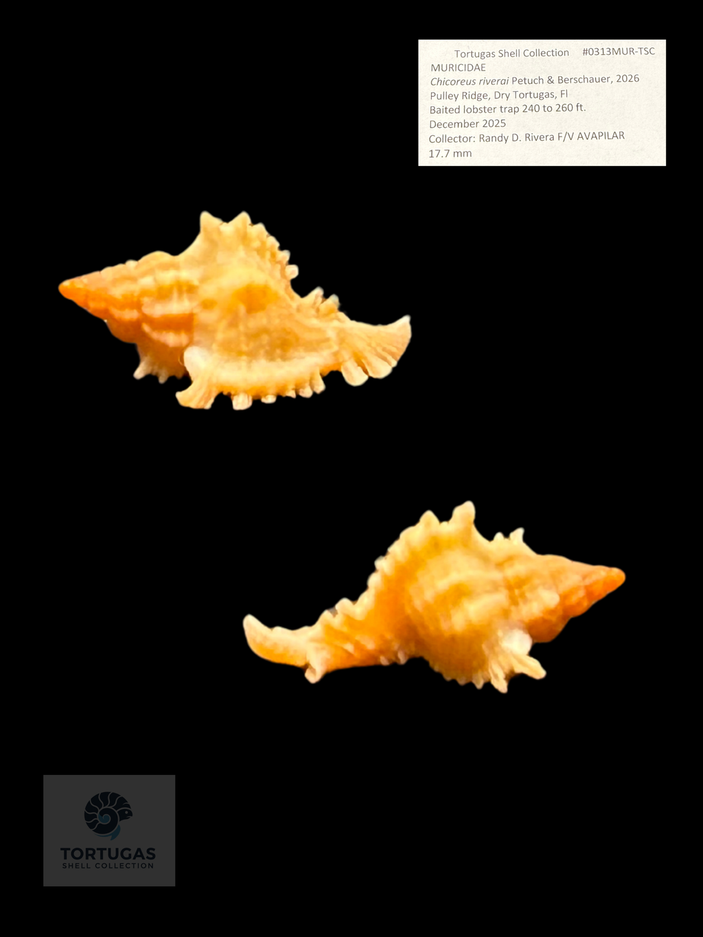 Chicoreus riverai – 17.7 mm – Pulley Ridge (FQ)